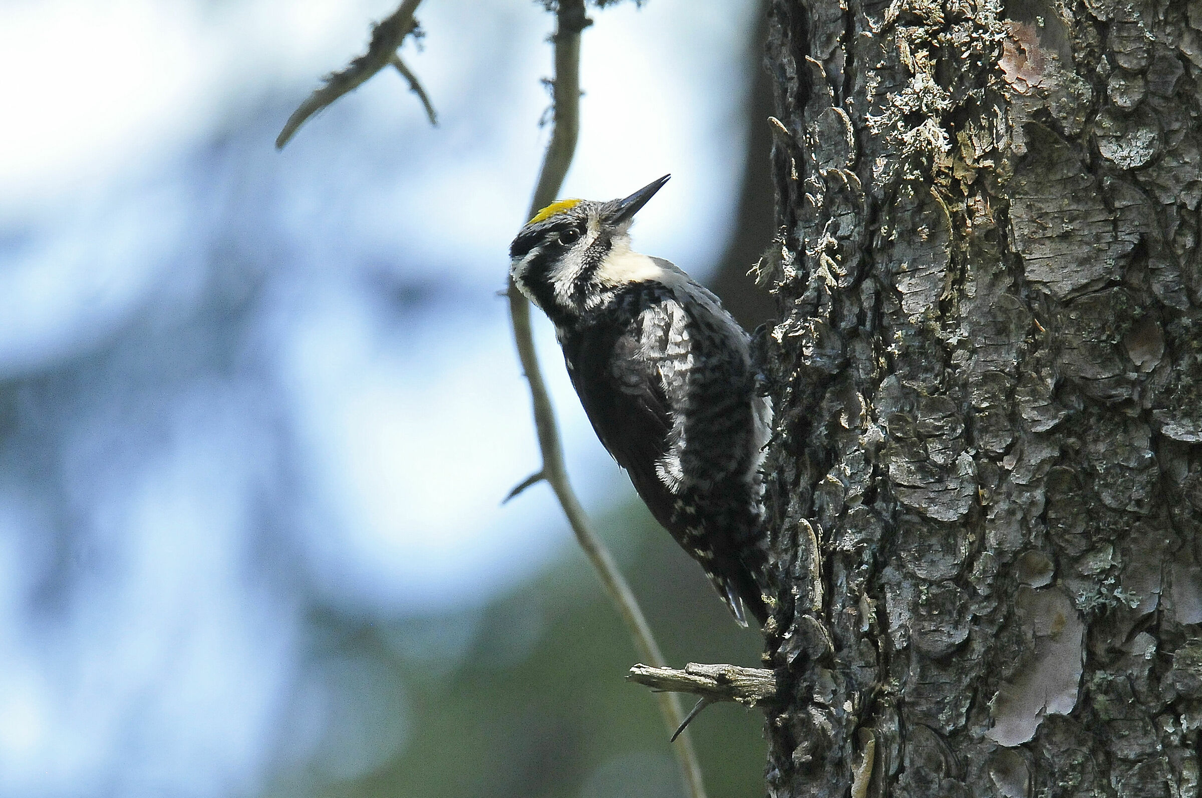 Three-toed woodpecker