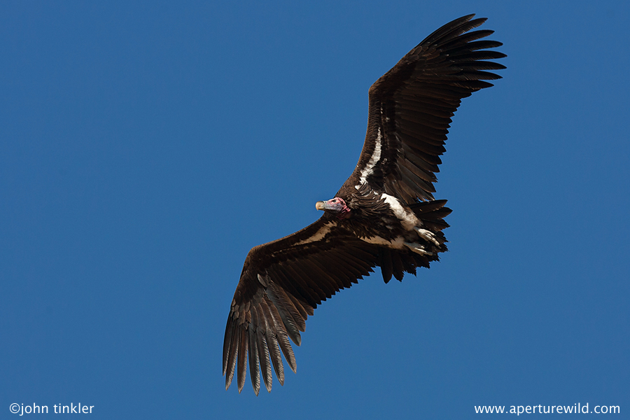 Lappet-faced Vulture