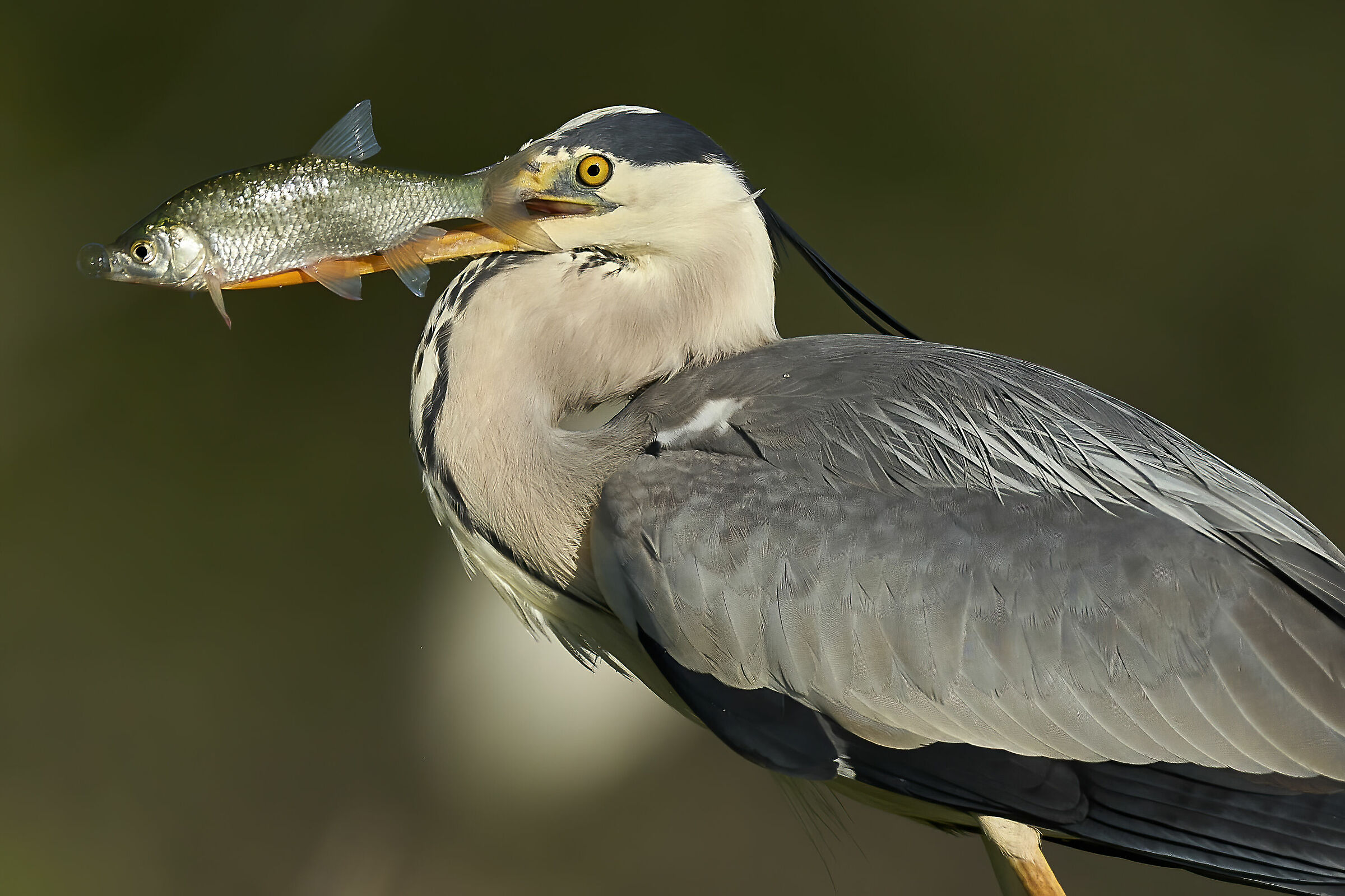 Buona pescata del Cenerino 2