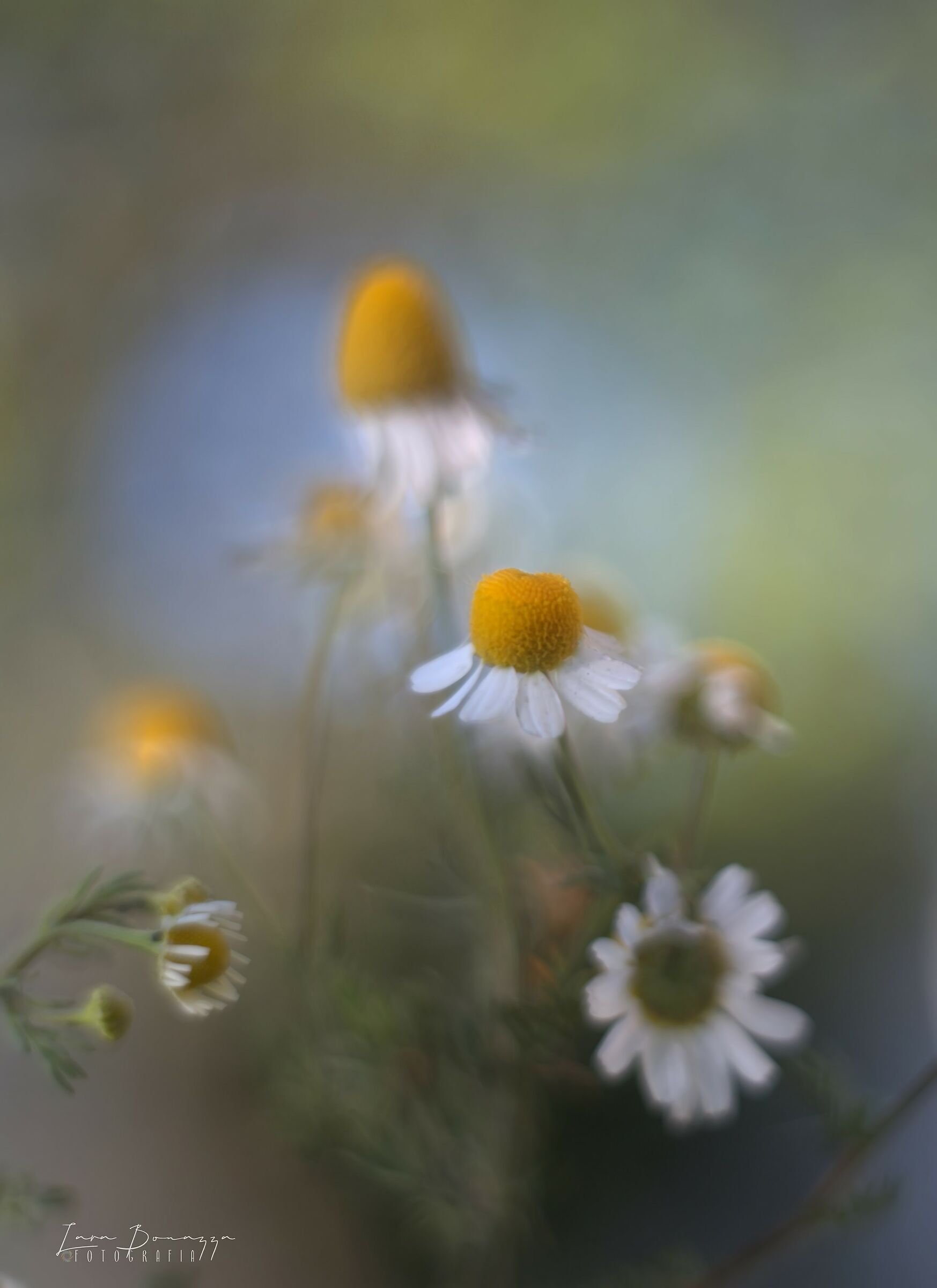 Camomilla