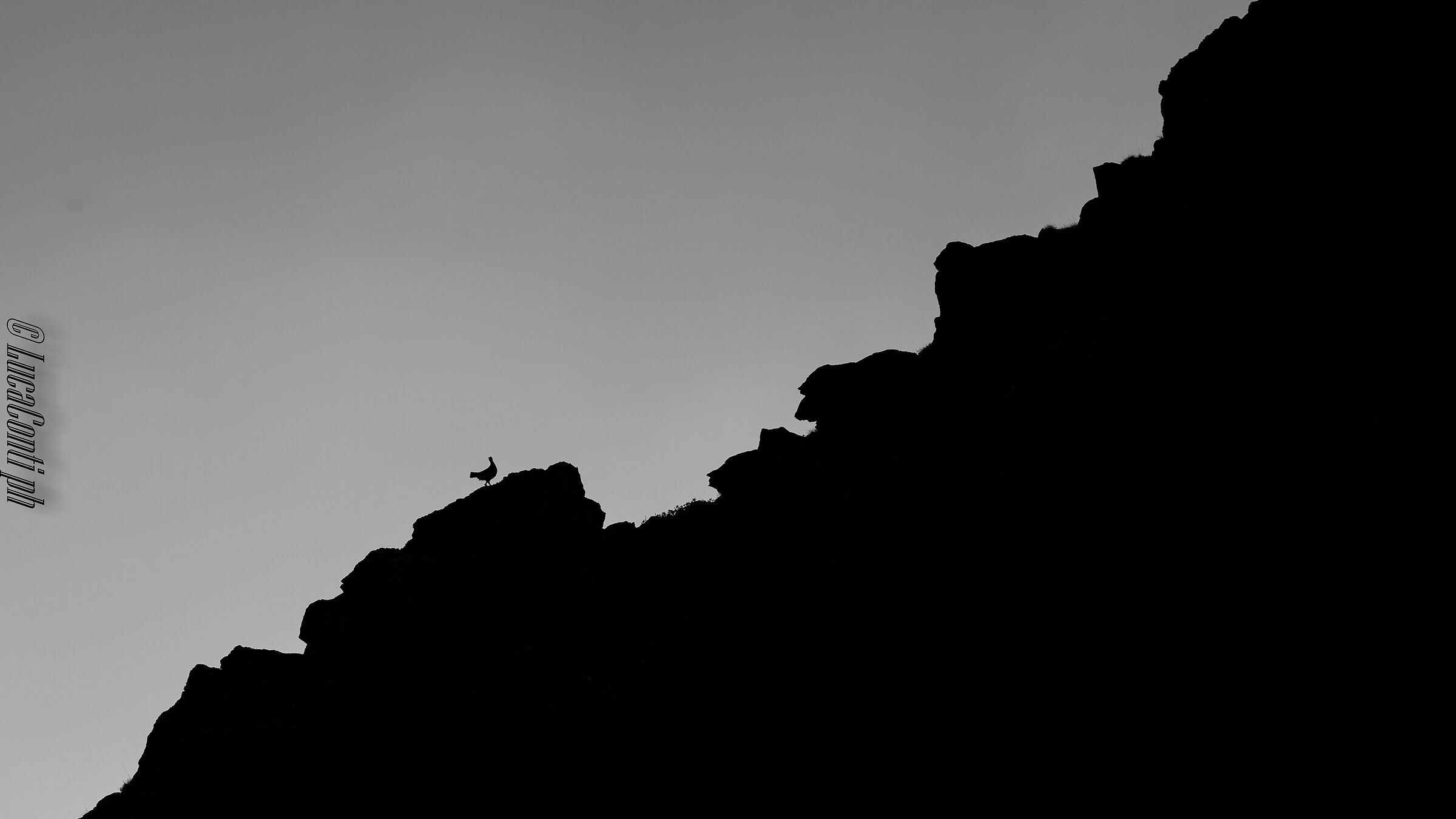 Maschio di Pernice Bianca (Lagopus Muta ) Valvarrone LC