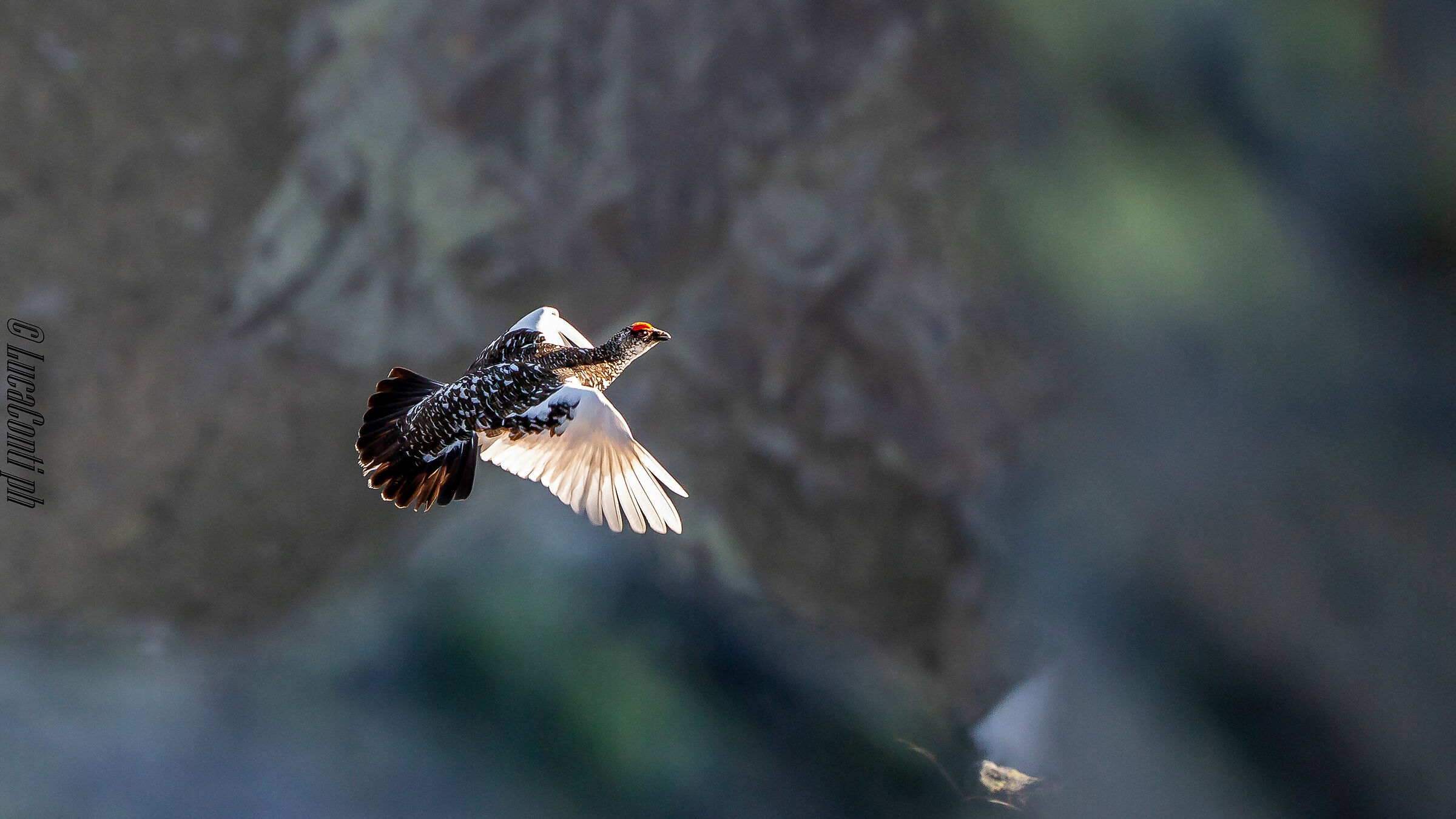White Partridge Male (Lagopus Muta) Valvarrone LC