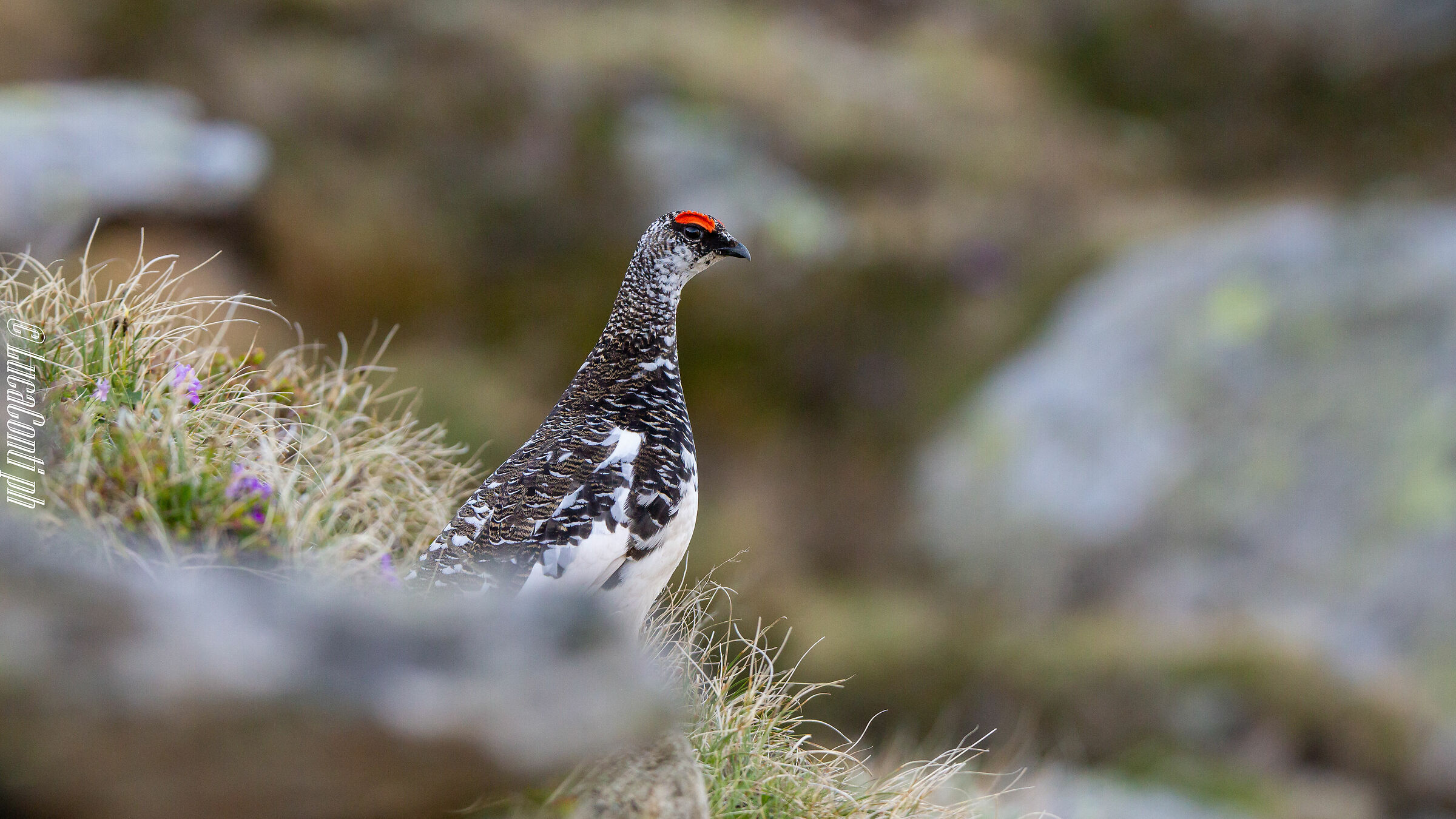 White Partridge Male (Lagopus Muta) Valvarrone LC