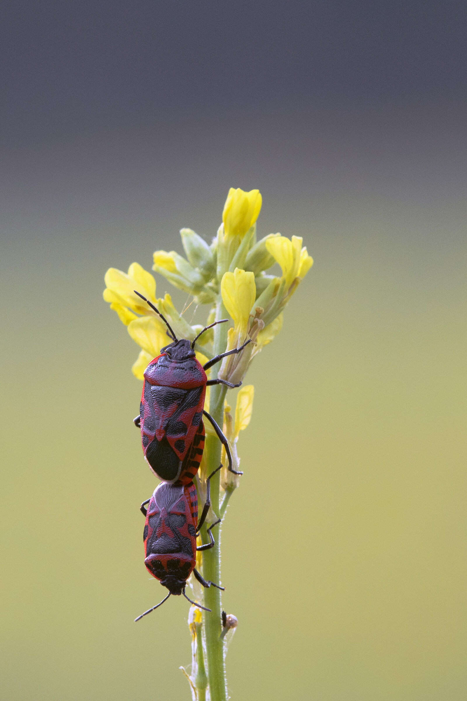 Cauliflower bed (Eurydema ventralis)