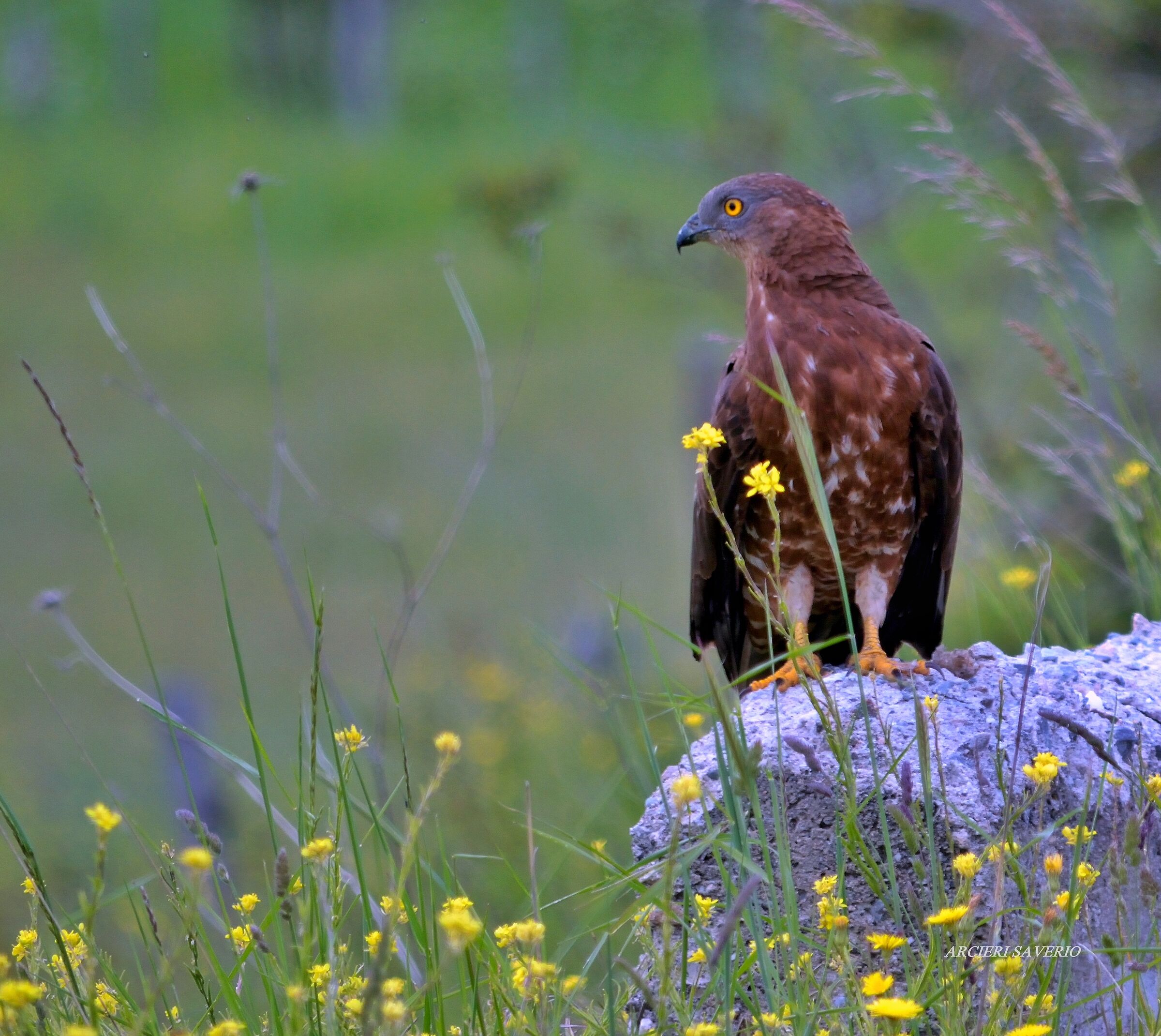 Beautiful and powerful