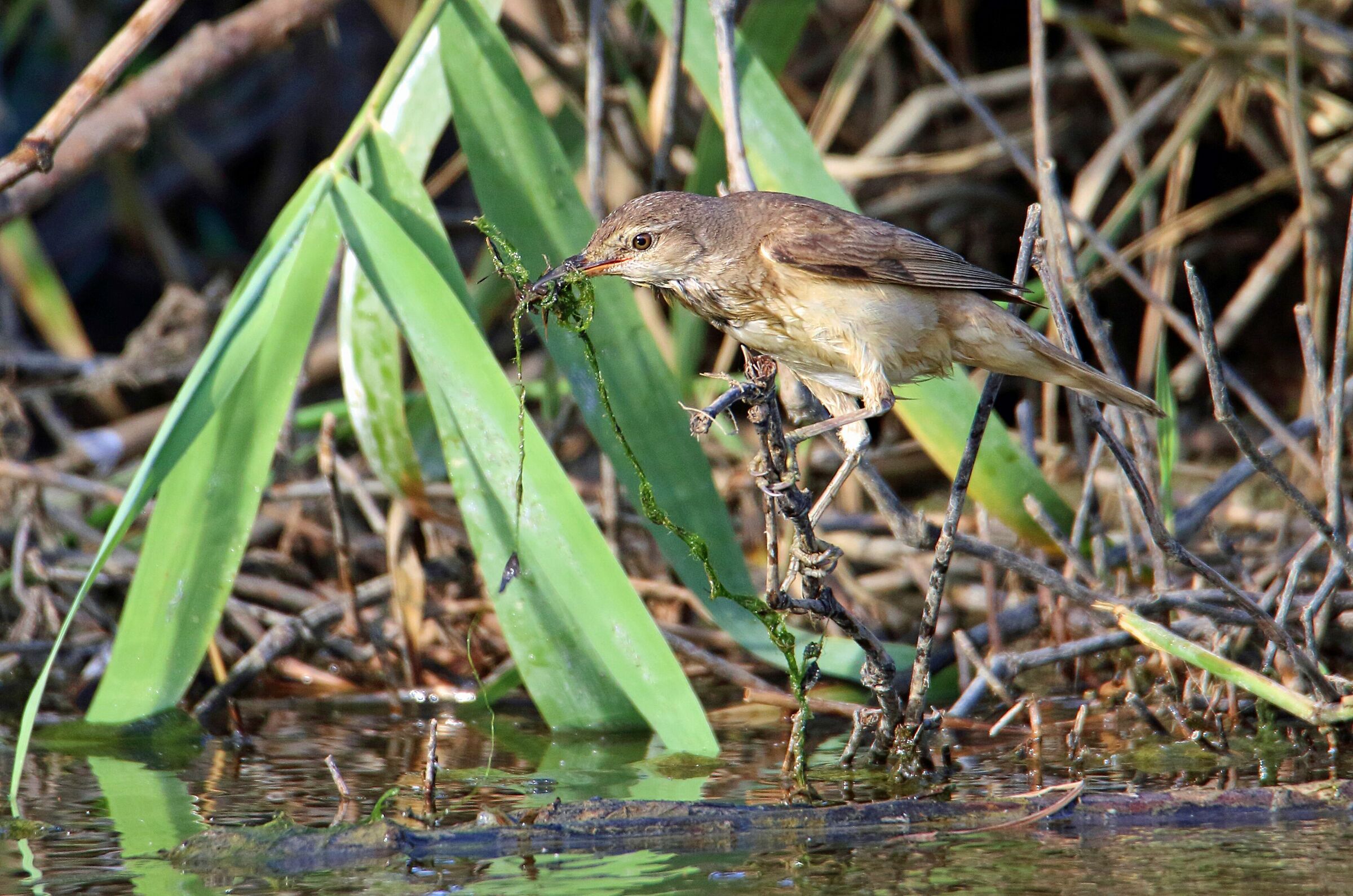 Cannareccione ed il nodo