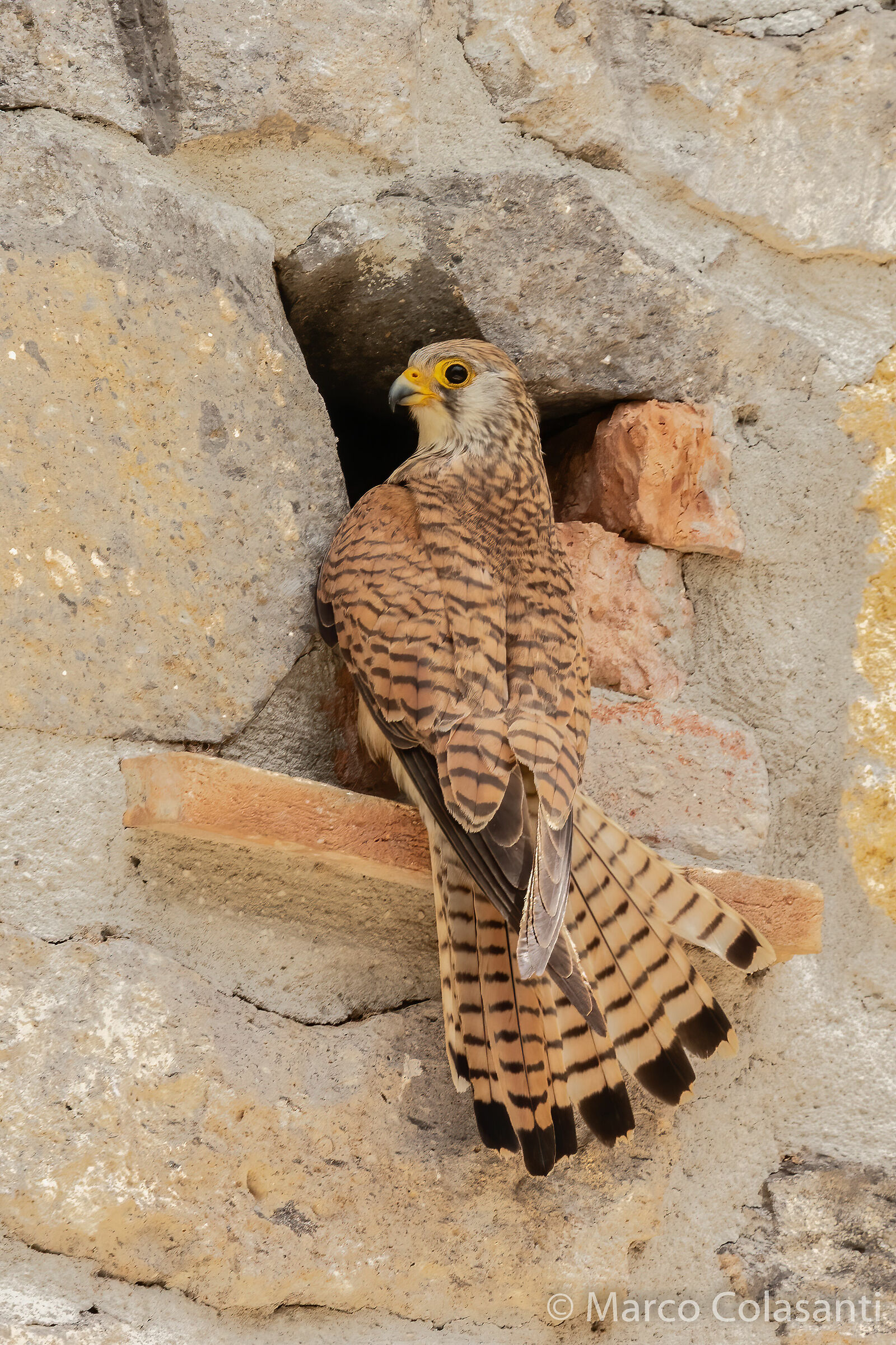 beh ....qualcosa non va? (grillaio femmina)