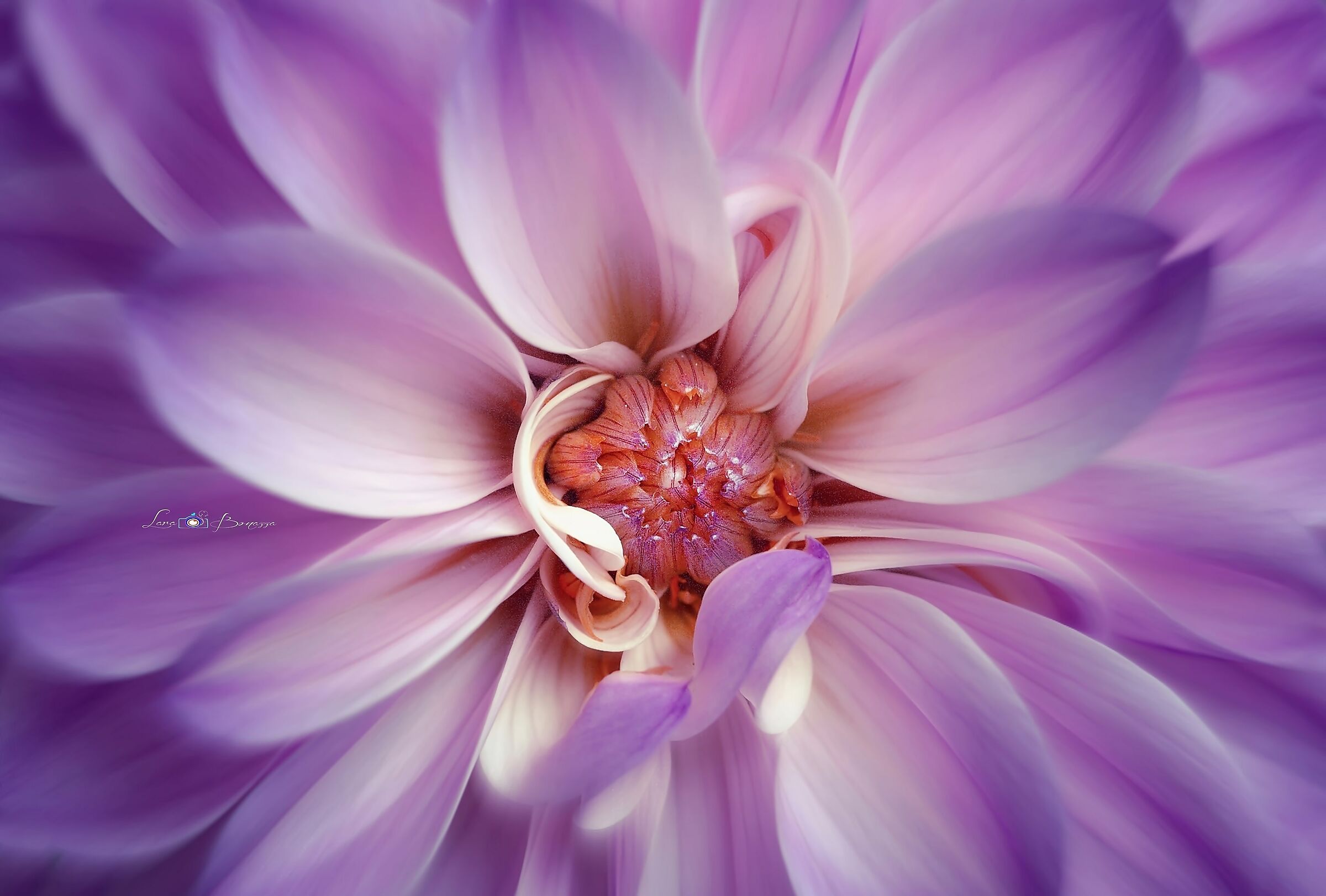 Dahlia