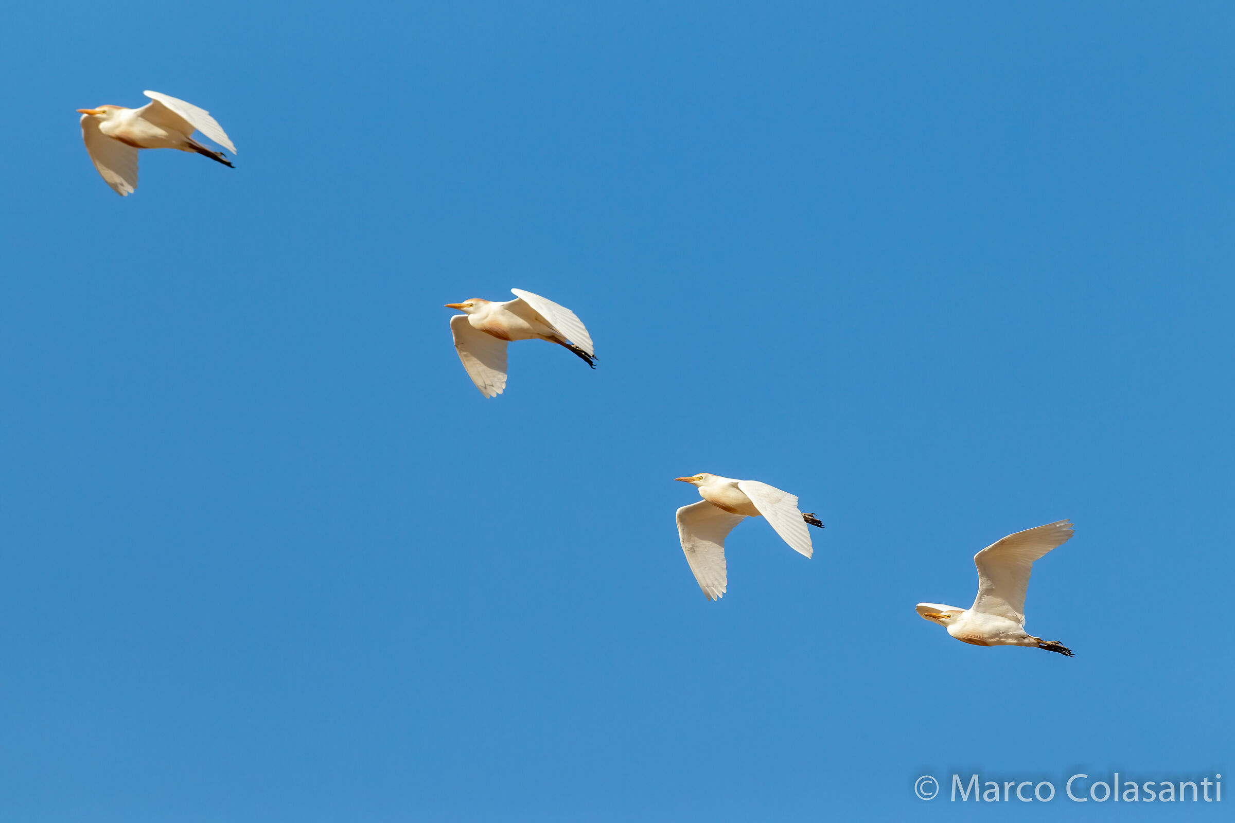 Herons guardabuoi .... on parade