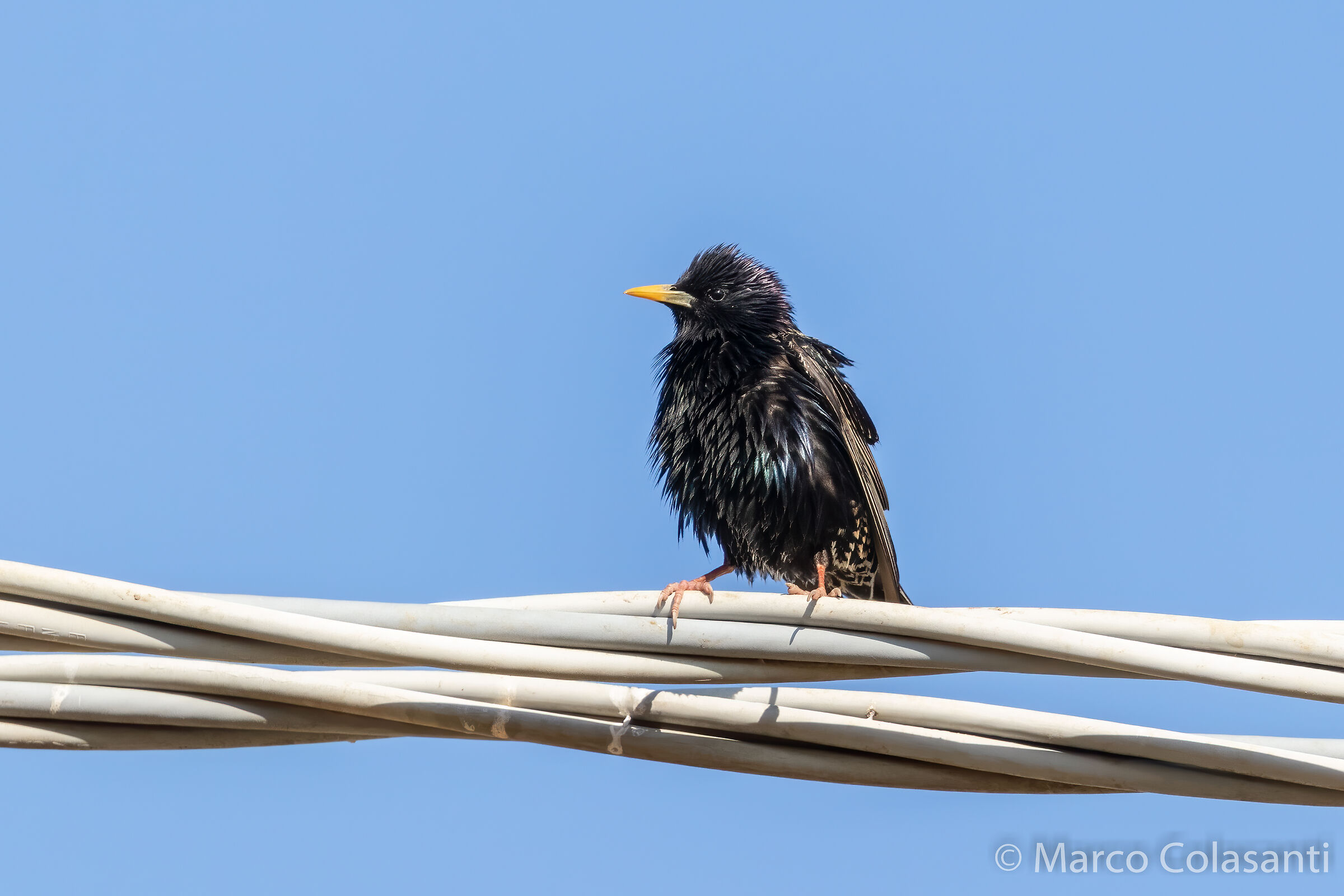 ruffled starling