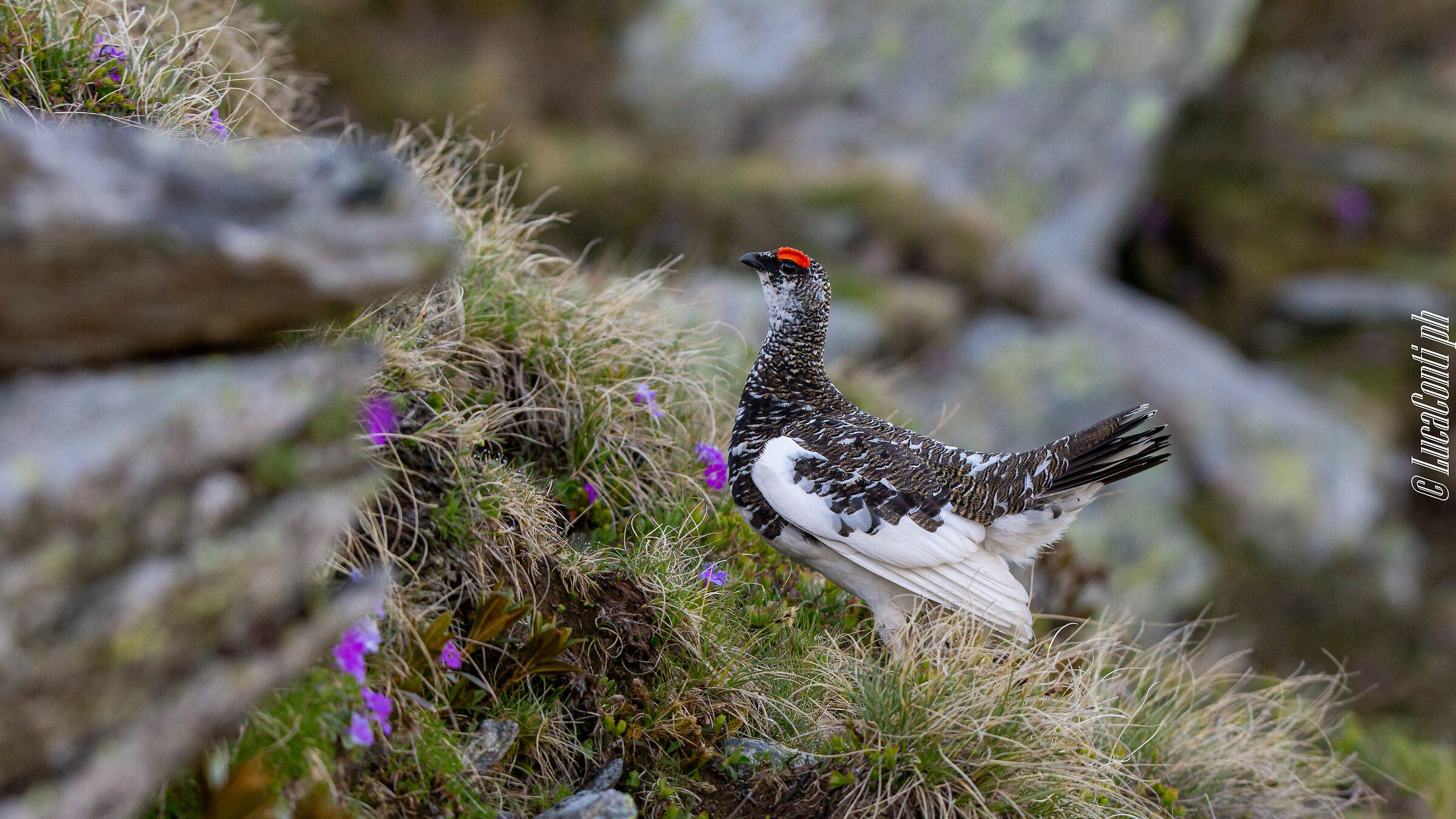 White Partridge Male (Lagopus Muta) Valvarrone LC