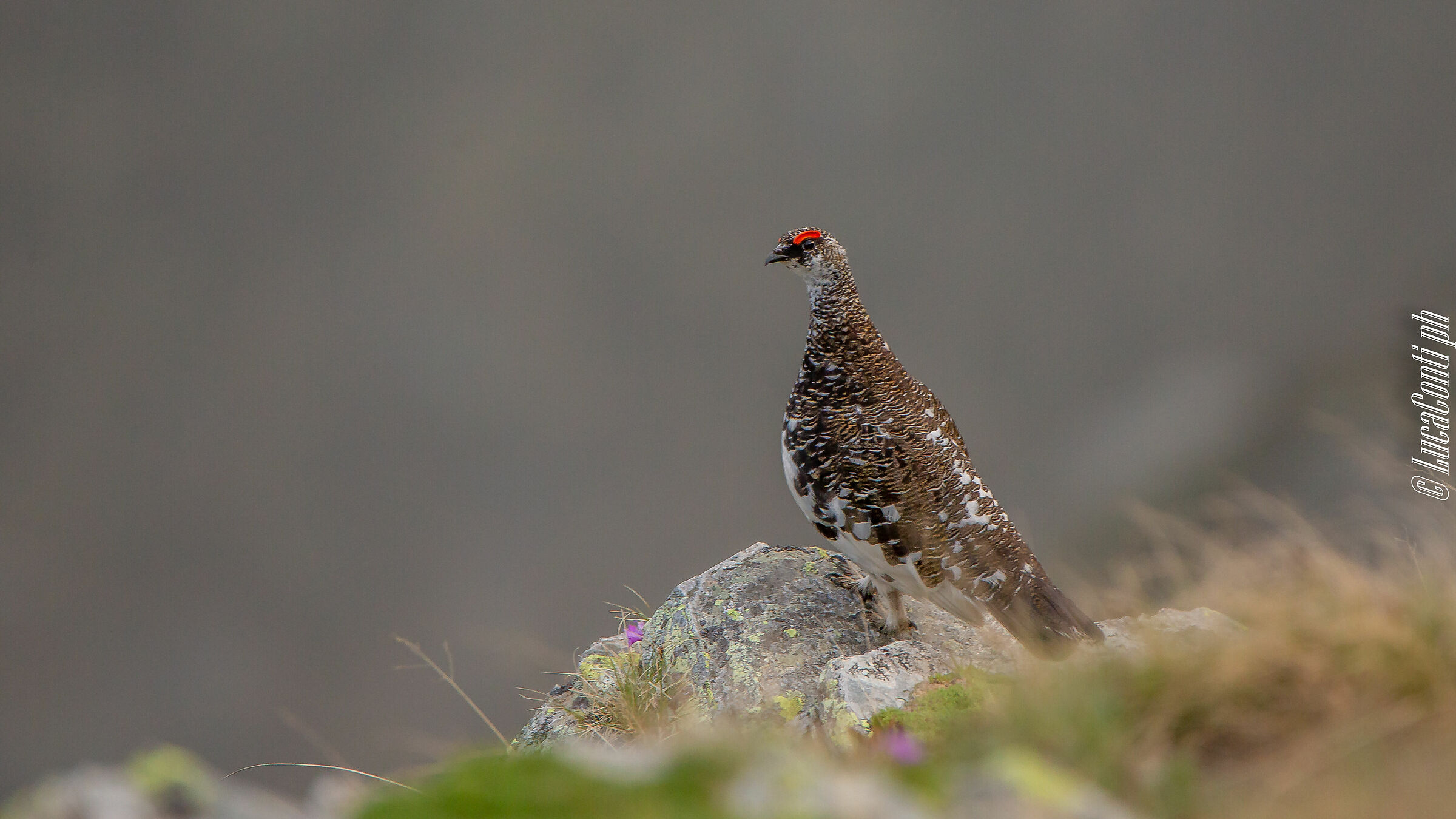 White Partridge Male (Lagopus Muta) Valvarrone LC