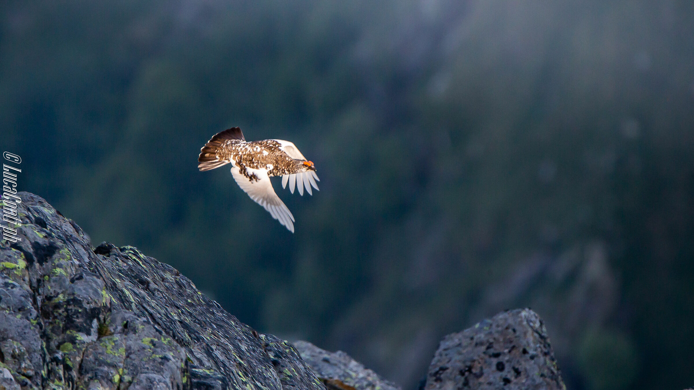 White Partridge Male (Lagopus Muta) Valvarrone LC