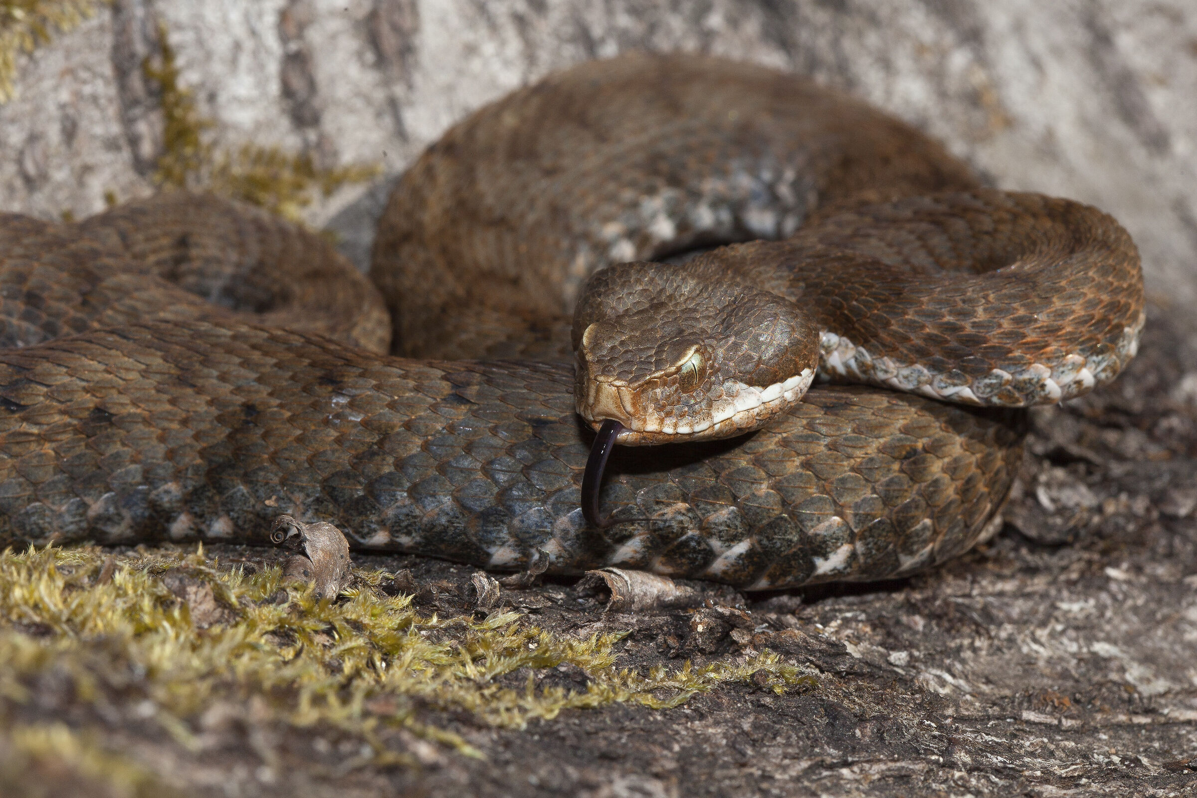 Beautiful specimen of viper