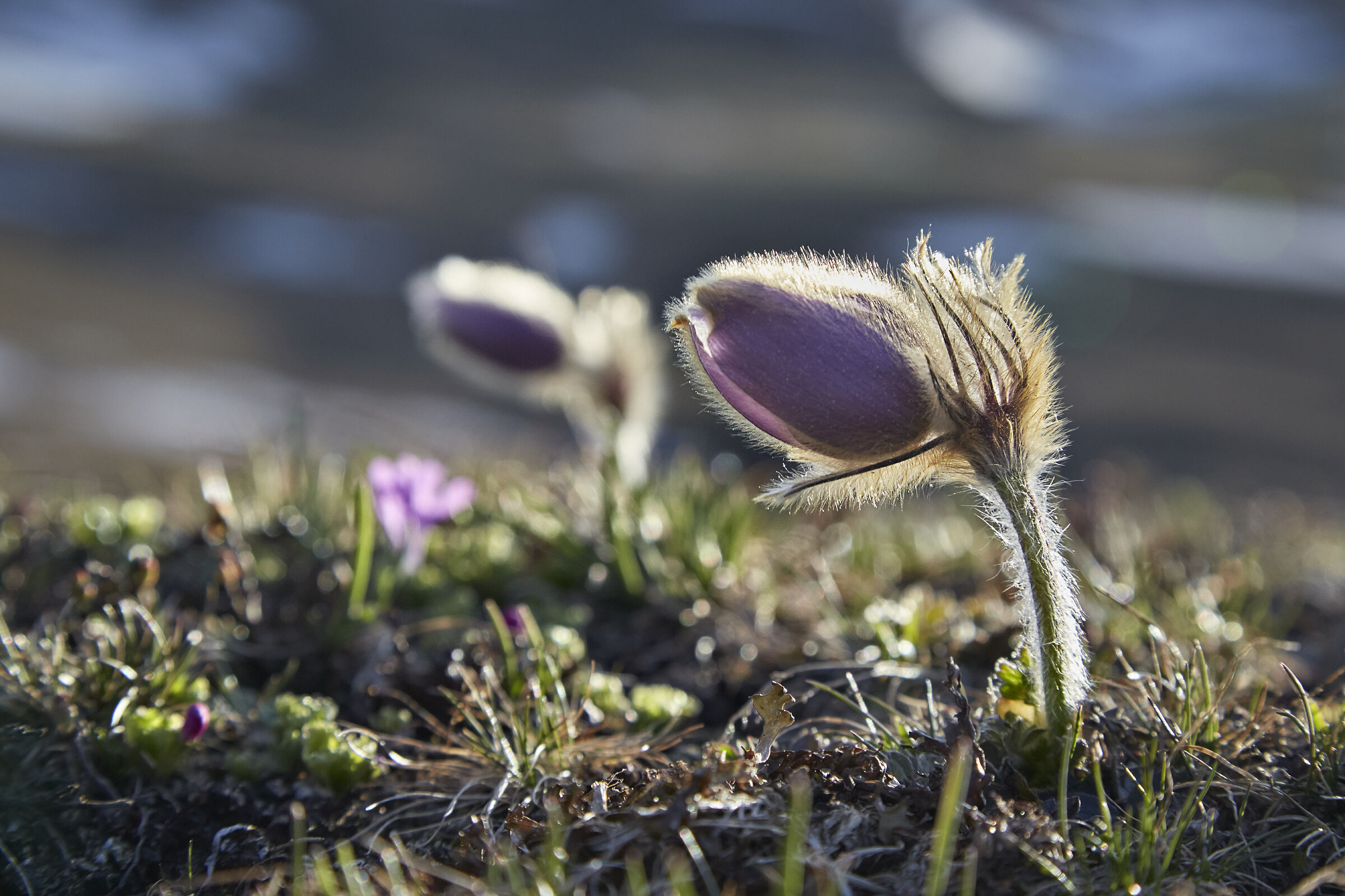 pulsatilla