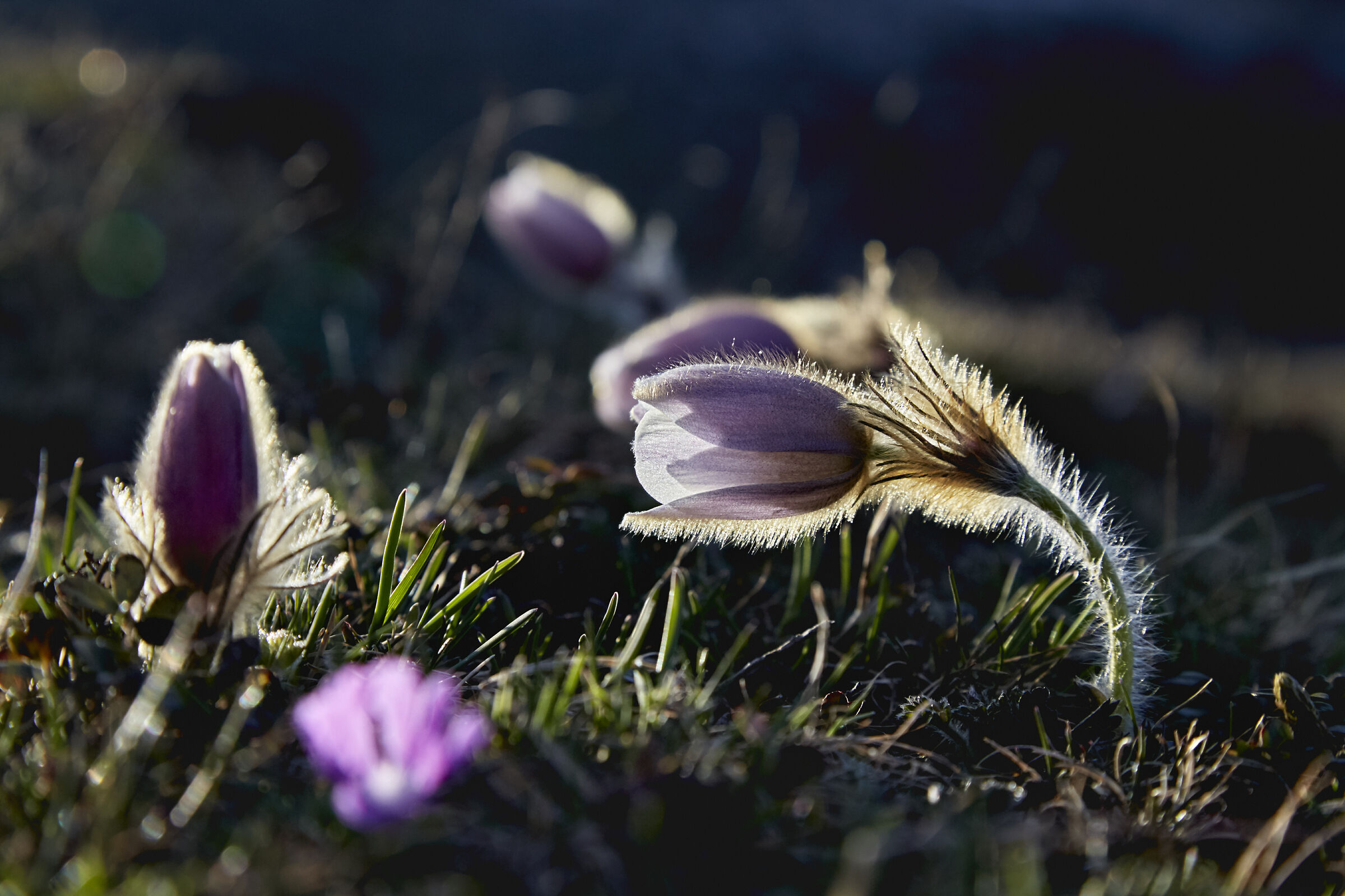 pulsatilla