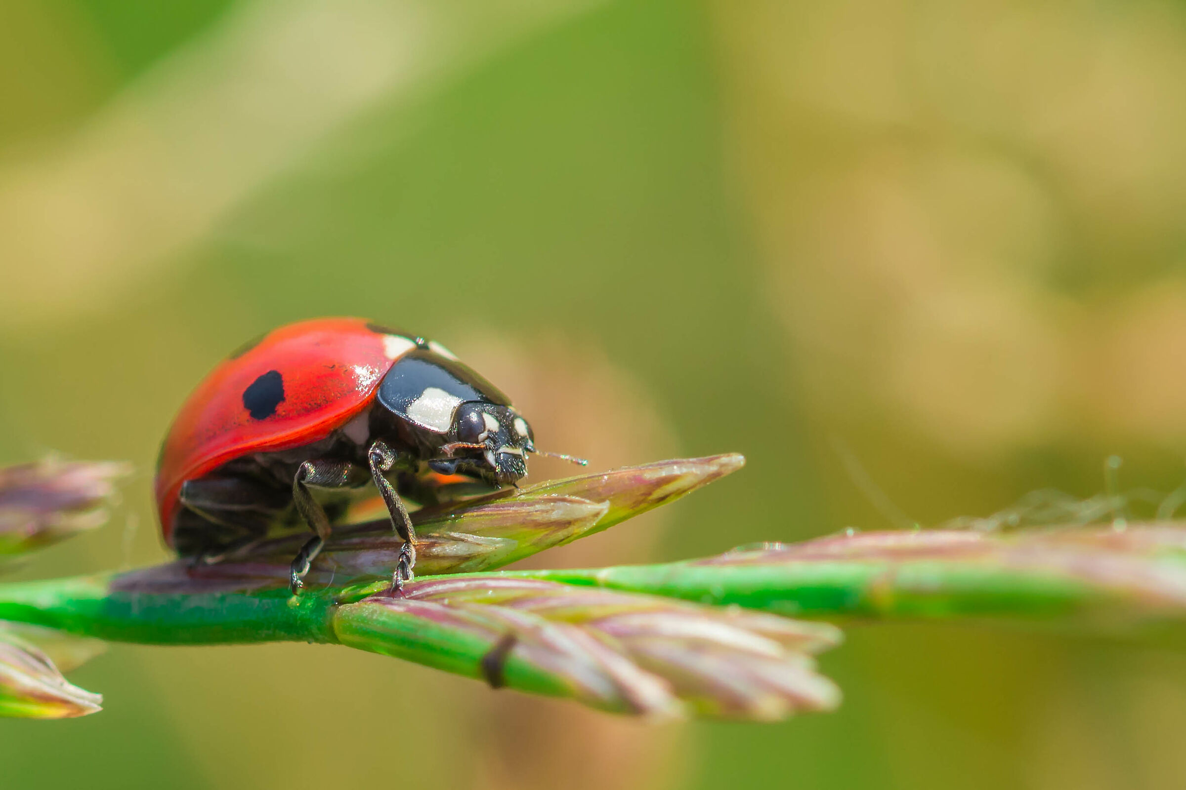 Black dots along the Adda River