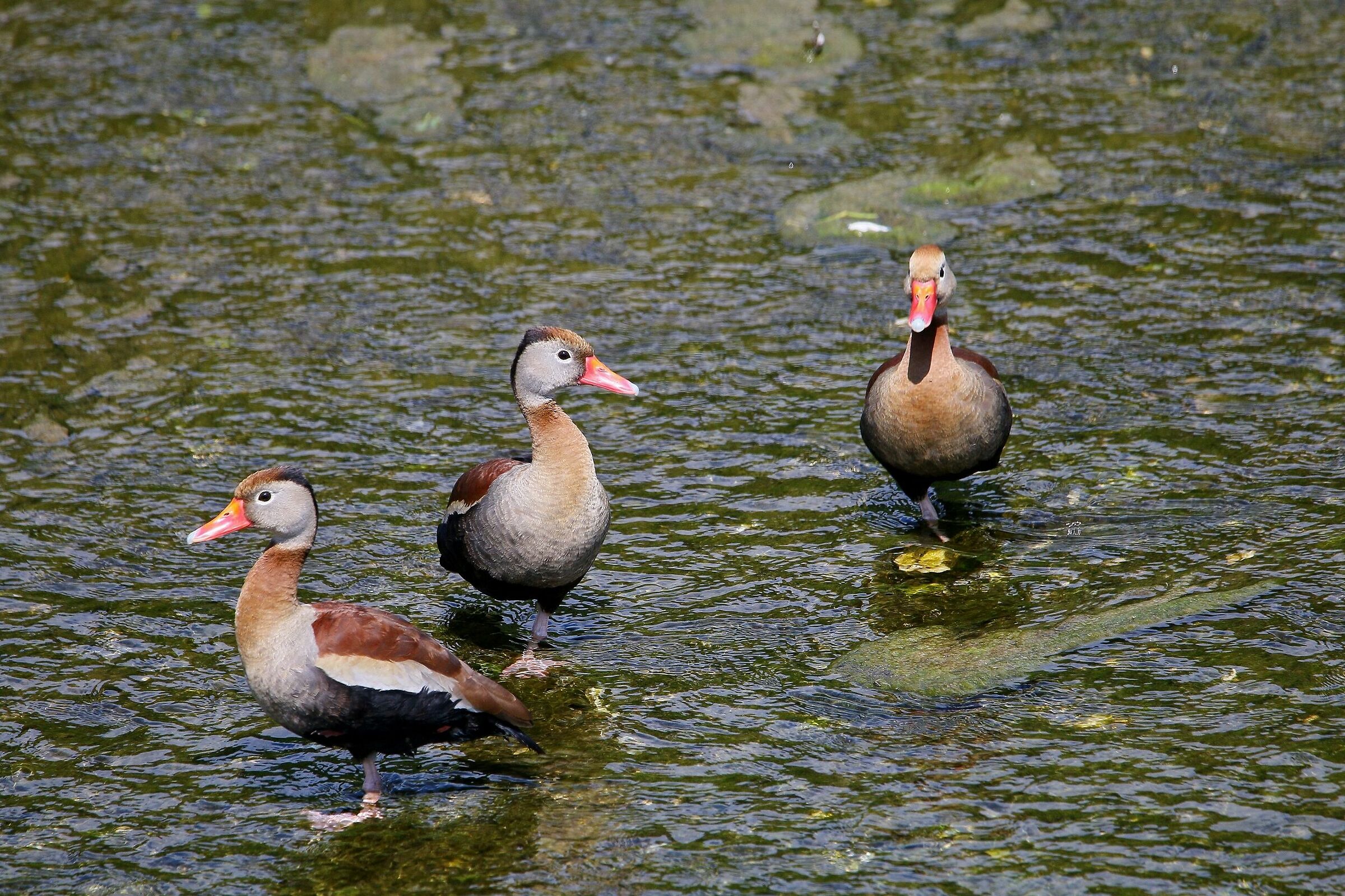 Dendrocygna Autumnalis