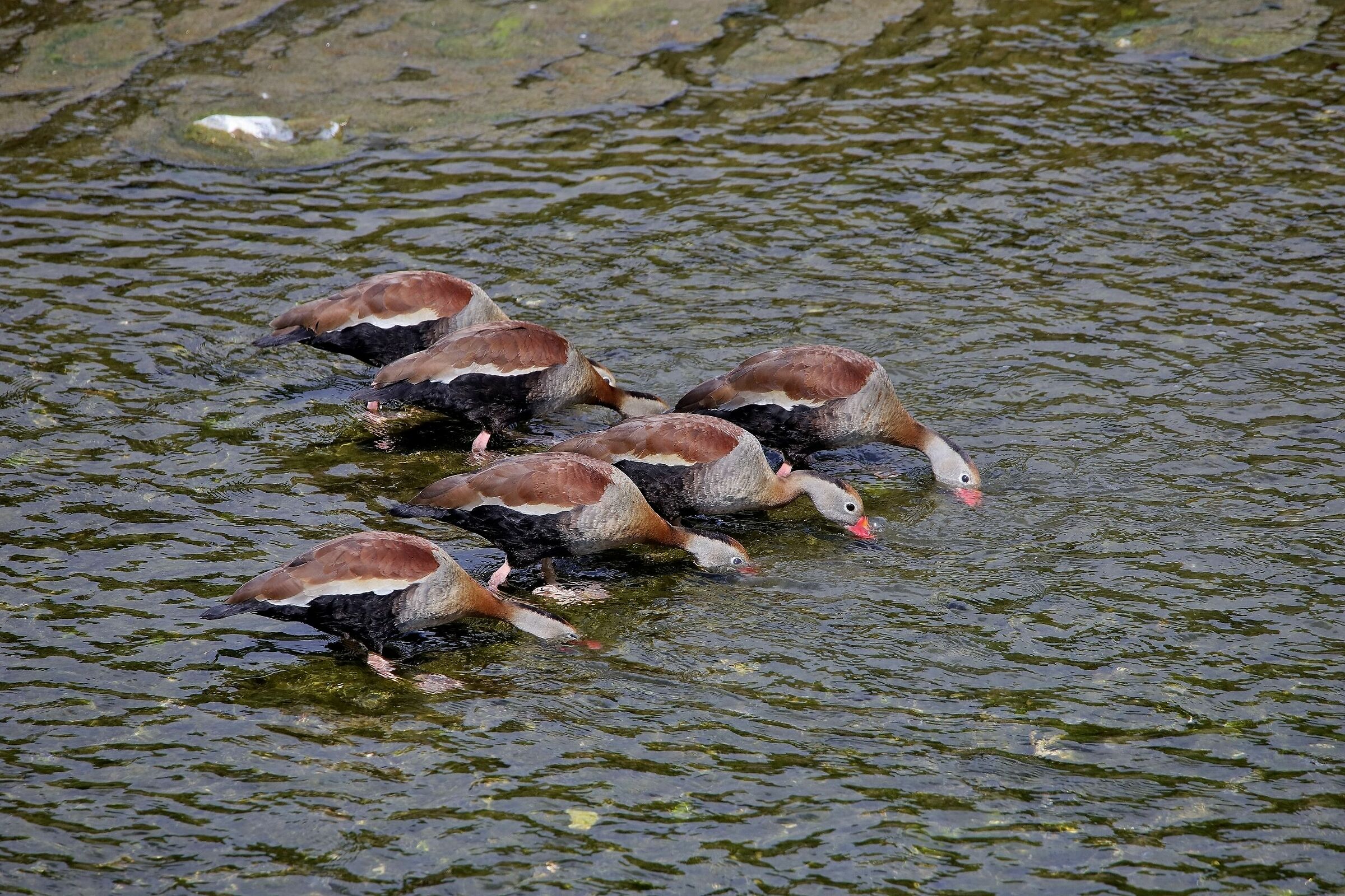 Dendrocygna Autumnalis  (formazione)