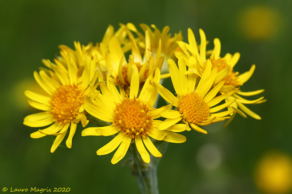 Senecione a foglie lunghe