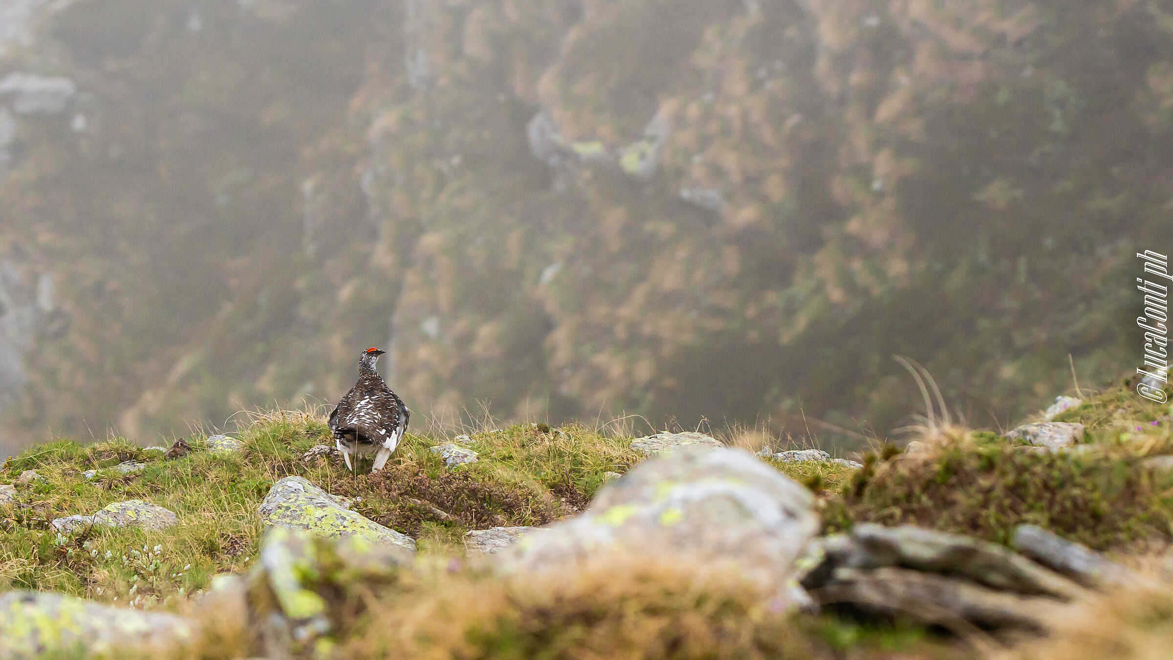 White Partridge Male (Lagopus Muta) Valvarrone LC