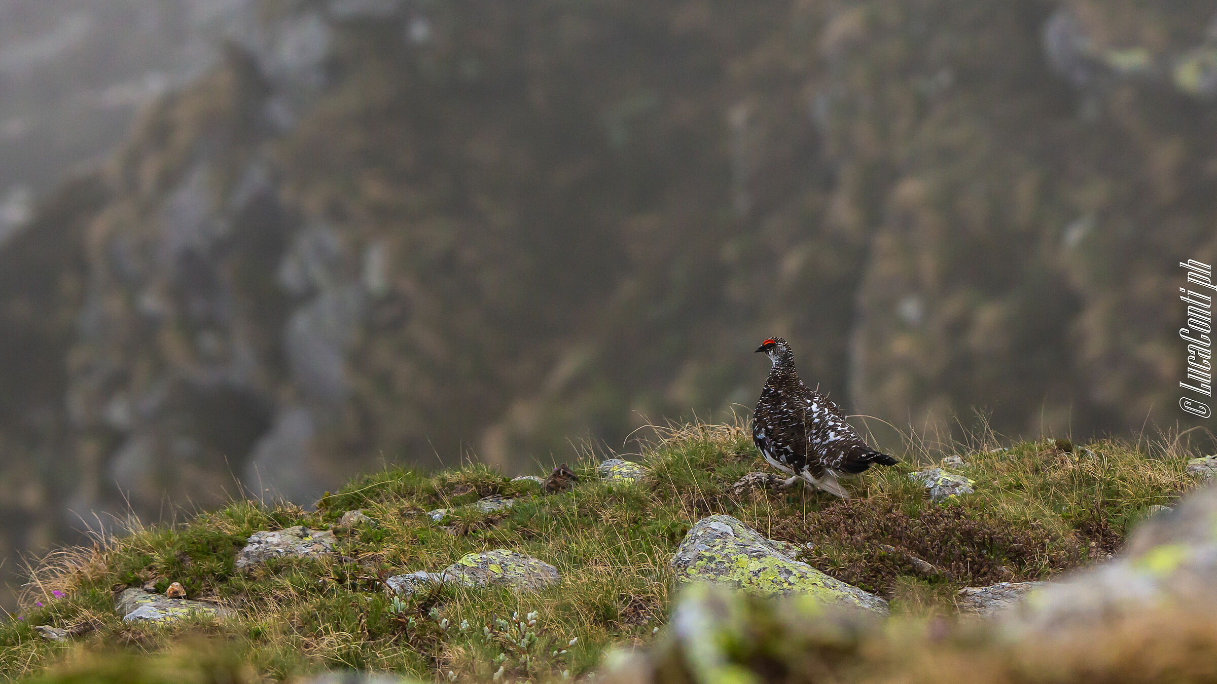 White Partridge Male (Lagopus Muta) Valvarrone LC