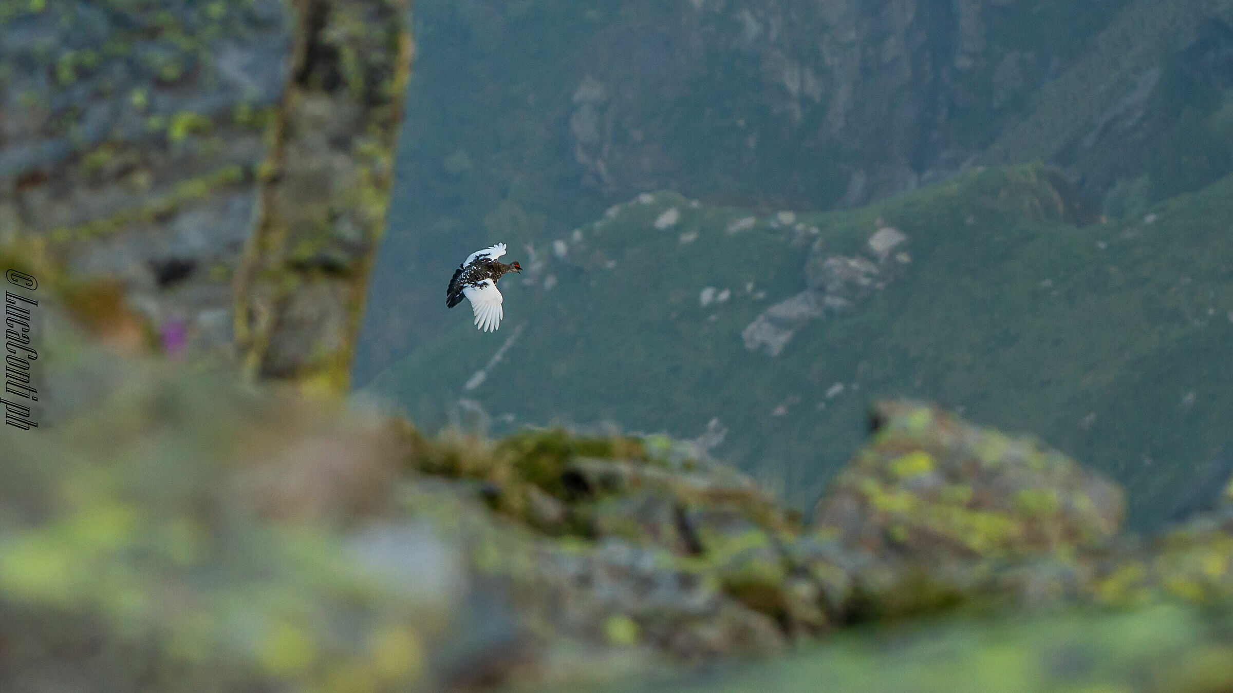 White Partridge Male (Lagopus Muta) Valvarrone LC