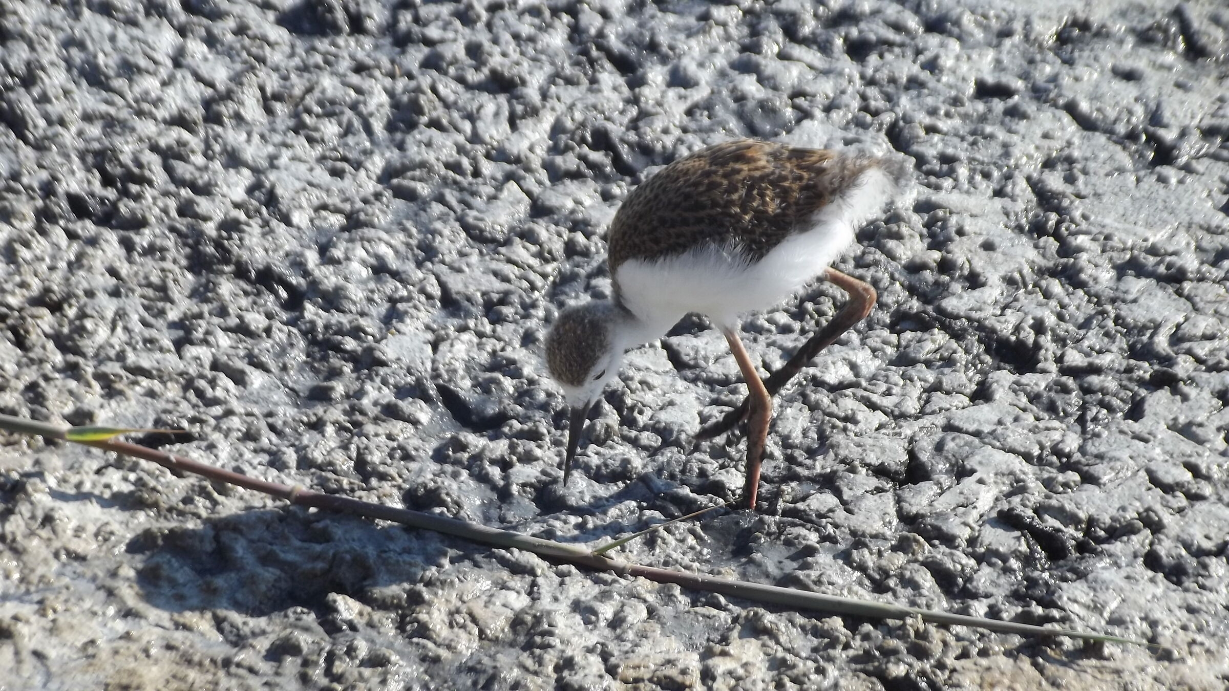 Adesso faccio un po di sollevamento pesi...