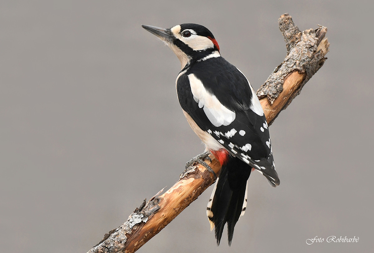 Picchio rosso maggiore....