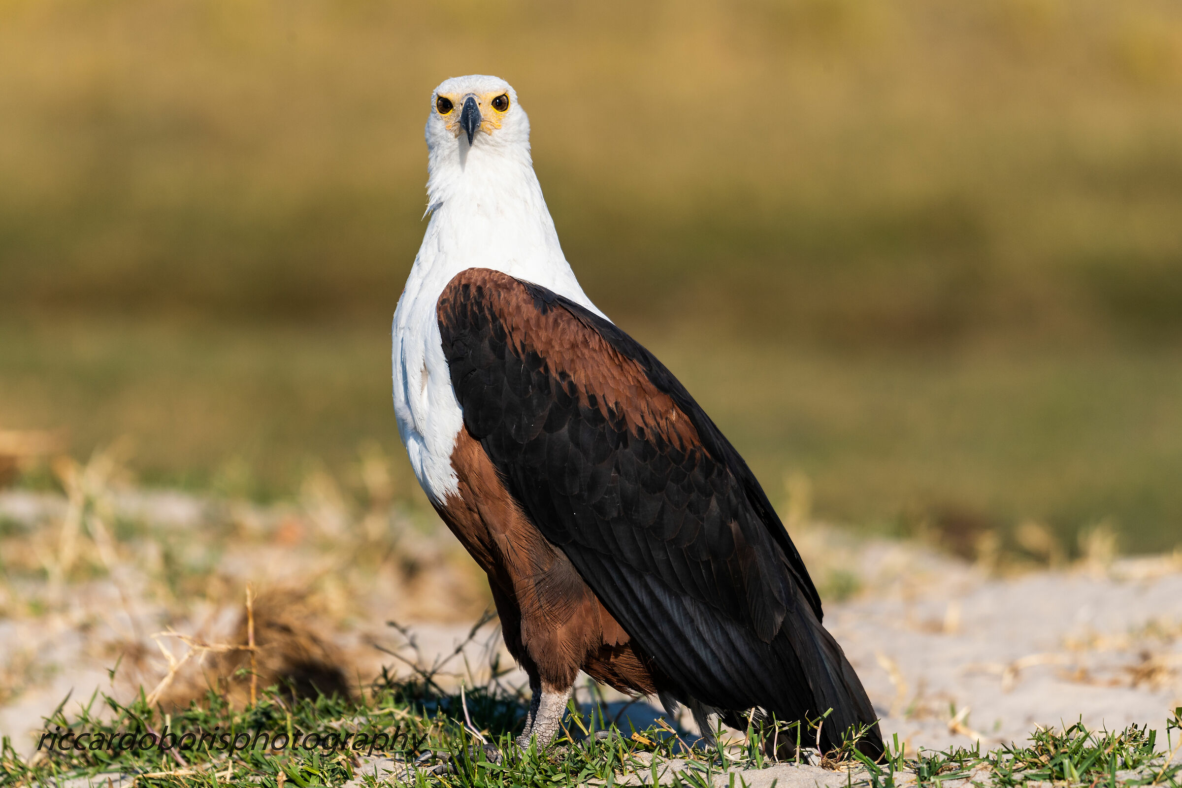 La padrona del fiume