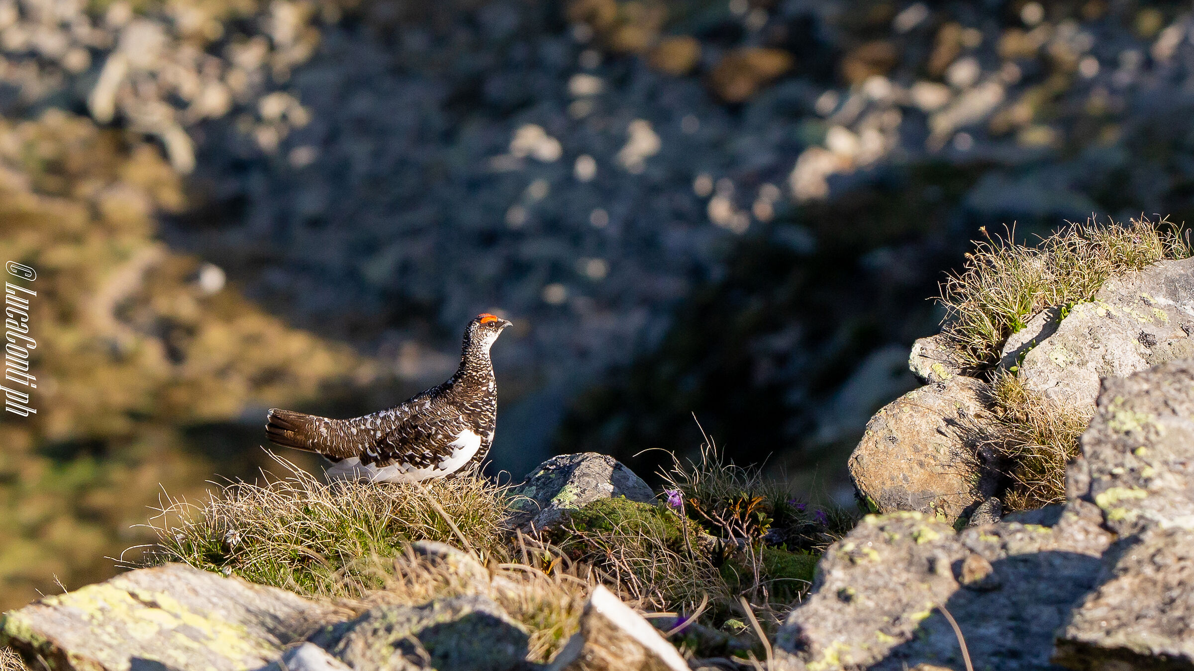 White Partridge Male (Lagopus Muta) Valvarrone LC