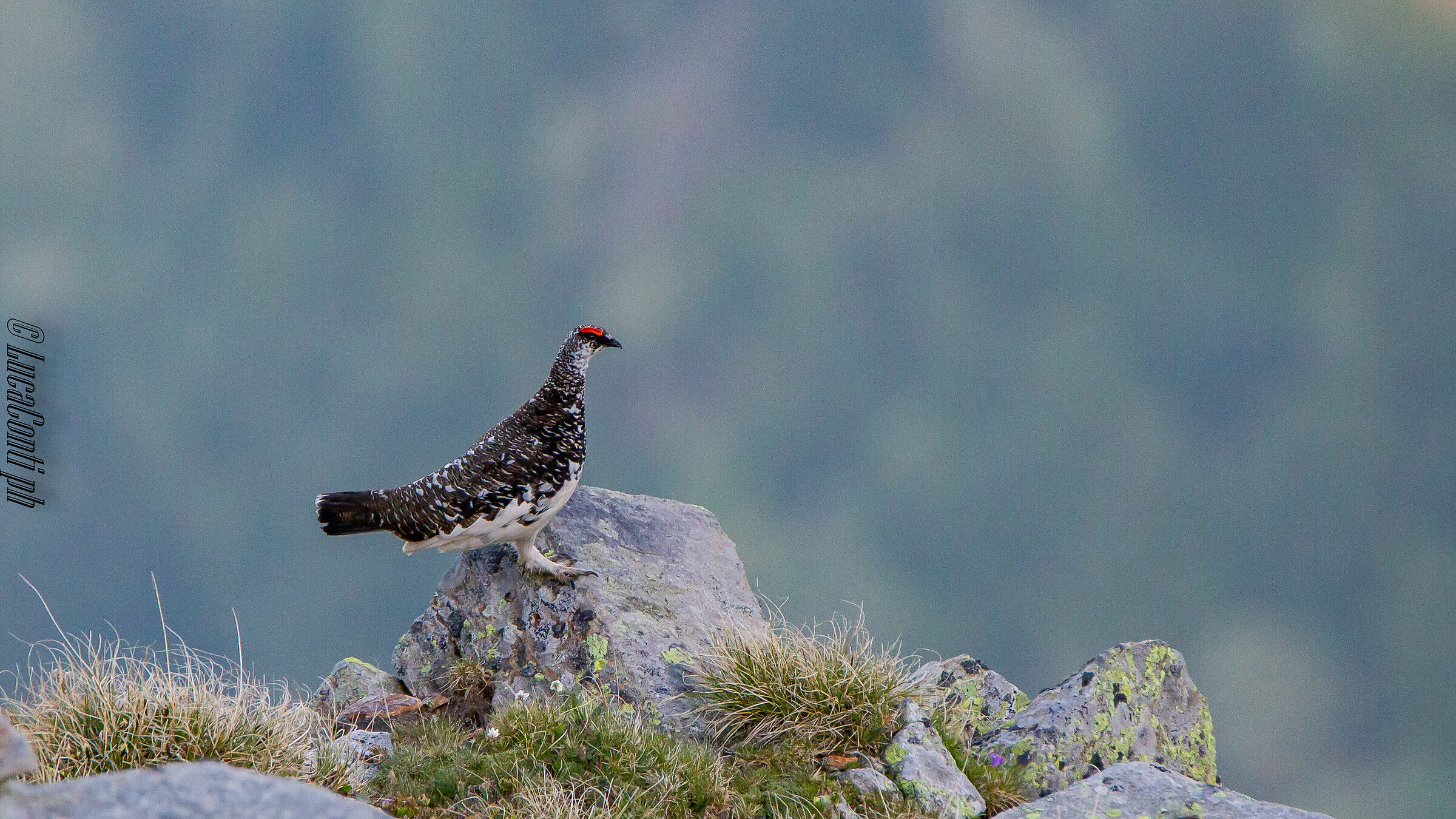 White Partridge Male (Lagopus Muta) Valvarrone LC