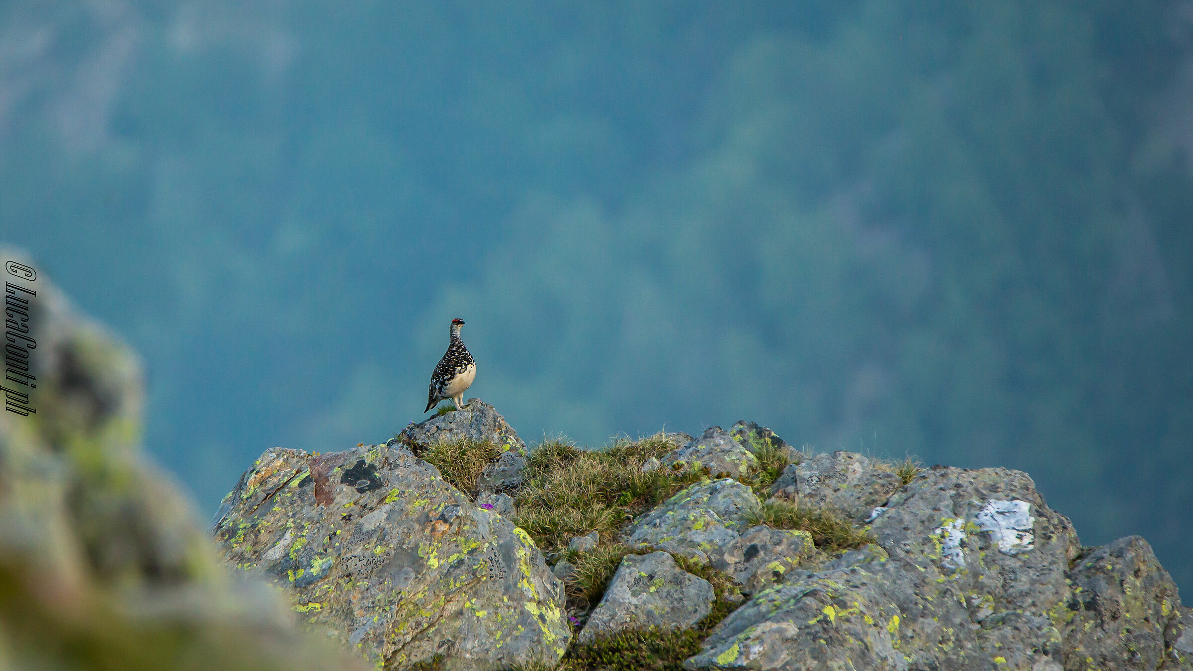 White Partridge Male (Lagopus Muta) Valvarrone LC