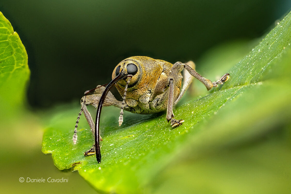 It's time for balanini! Curculio nucum, Curculionidae