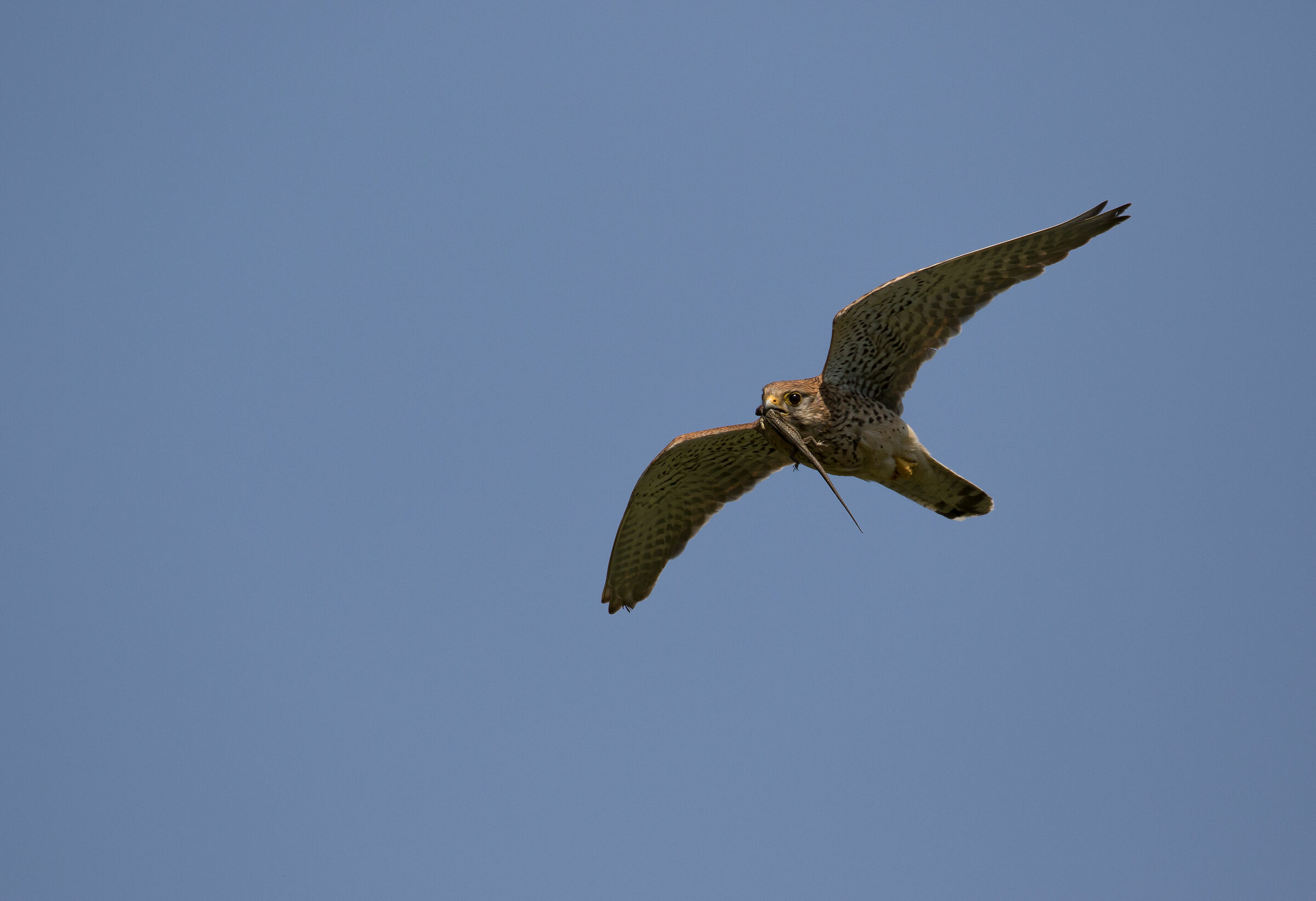 Il gheppio e la lucertola
