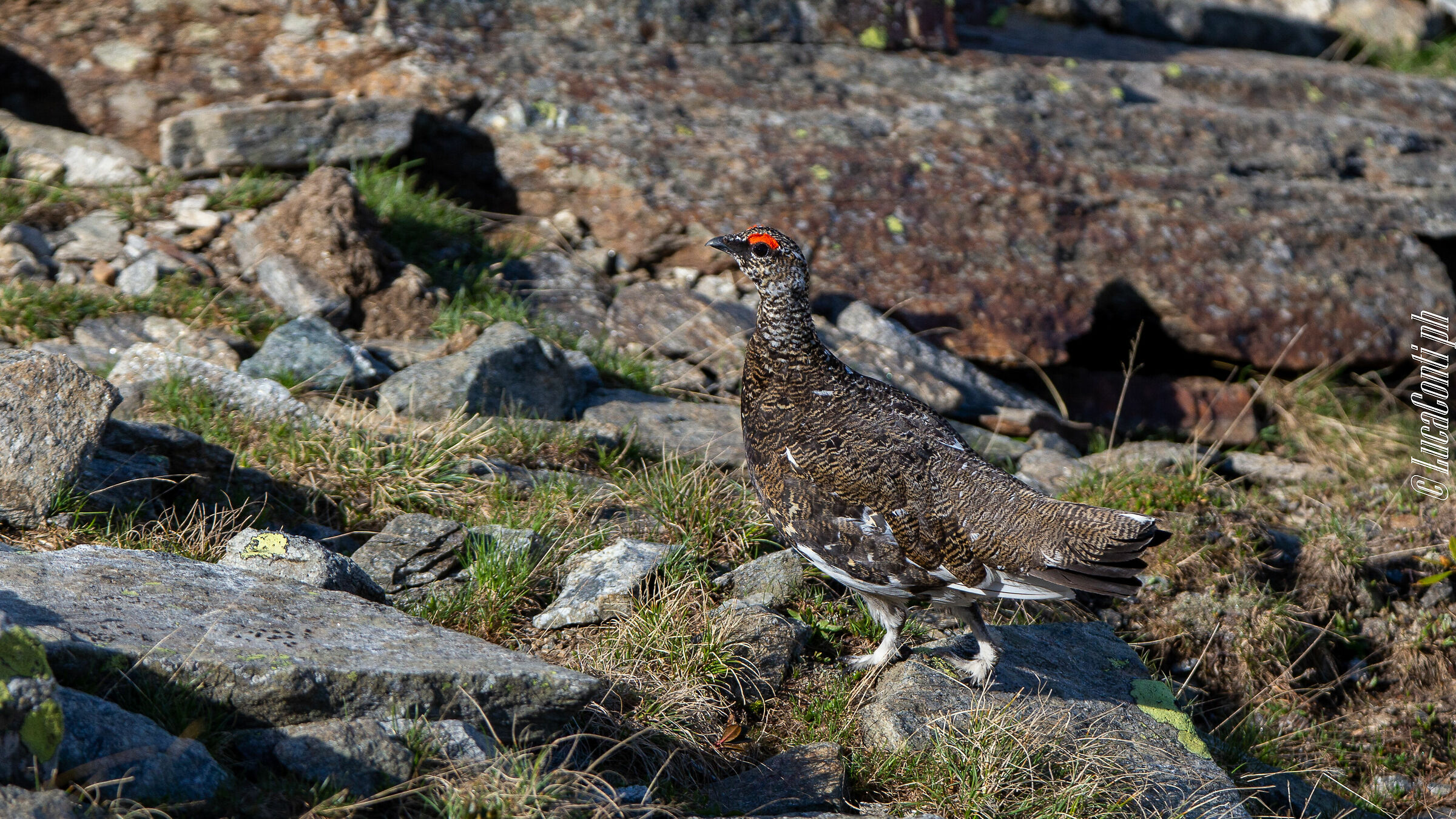 White Partridge Male (Lagopus Muta) Valvarrone LC