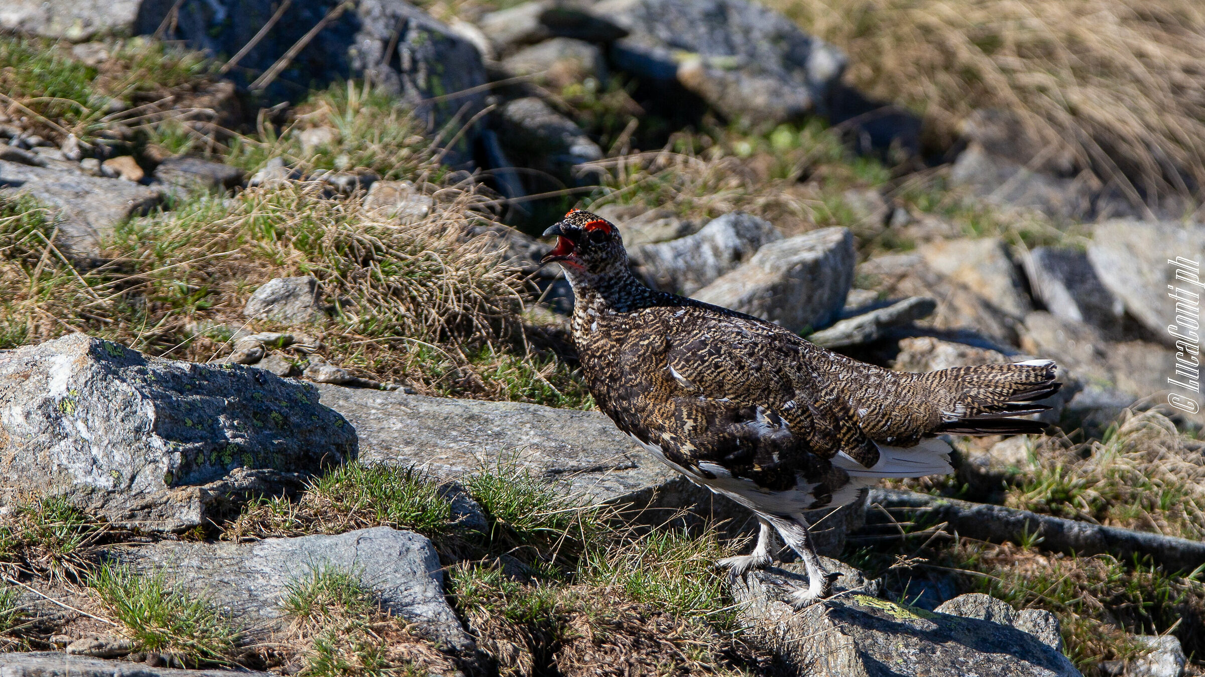 White Partridge Male (Lagopus Muta) Valvarrone LC