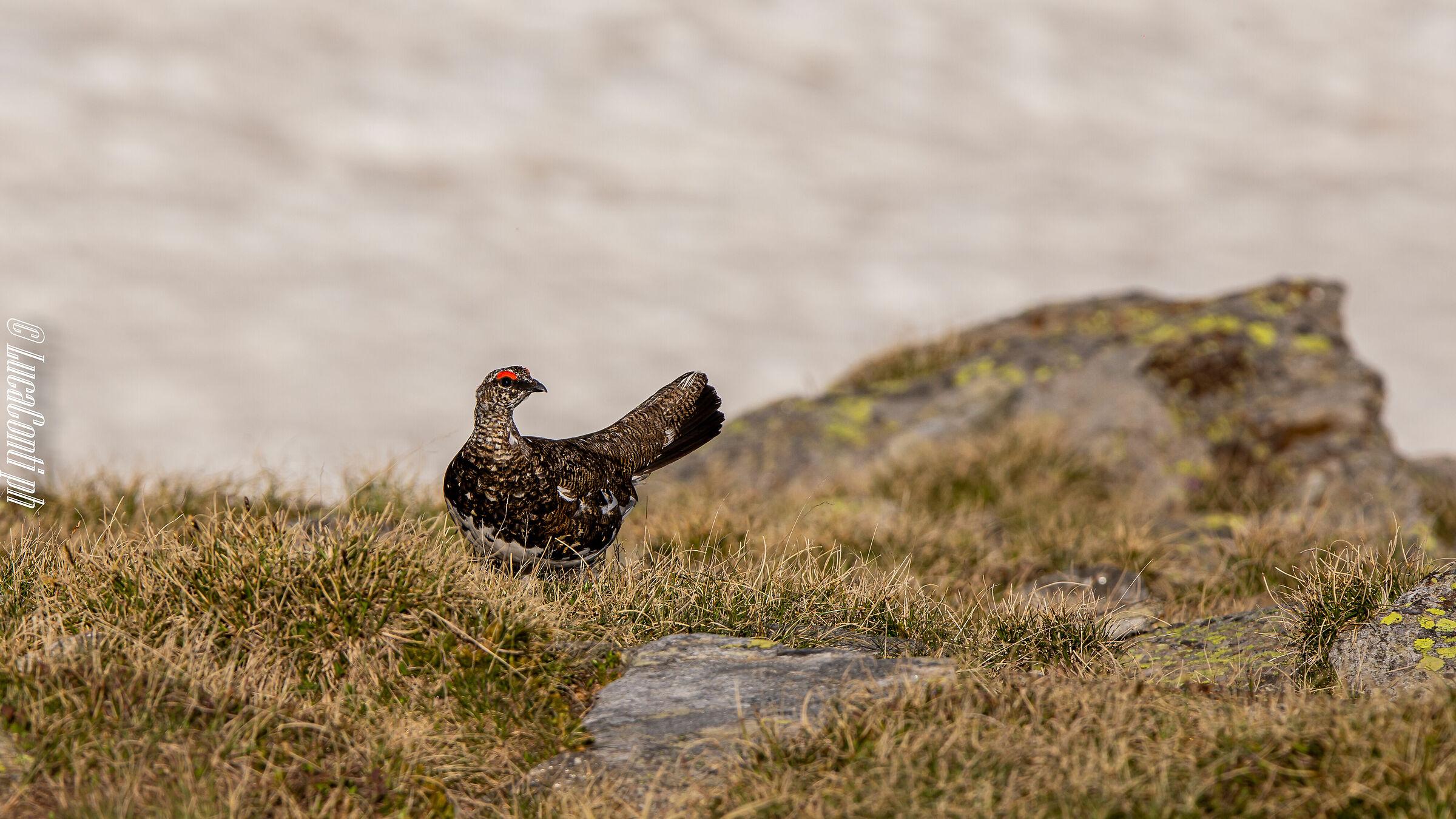 White Partridge Male (Lagopus Muta) Valvarrone LC