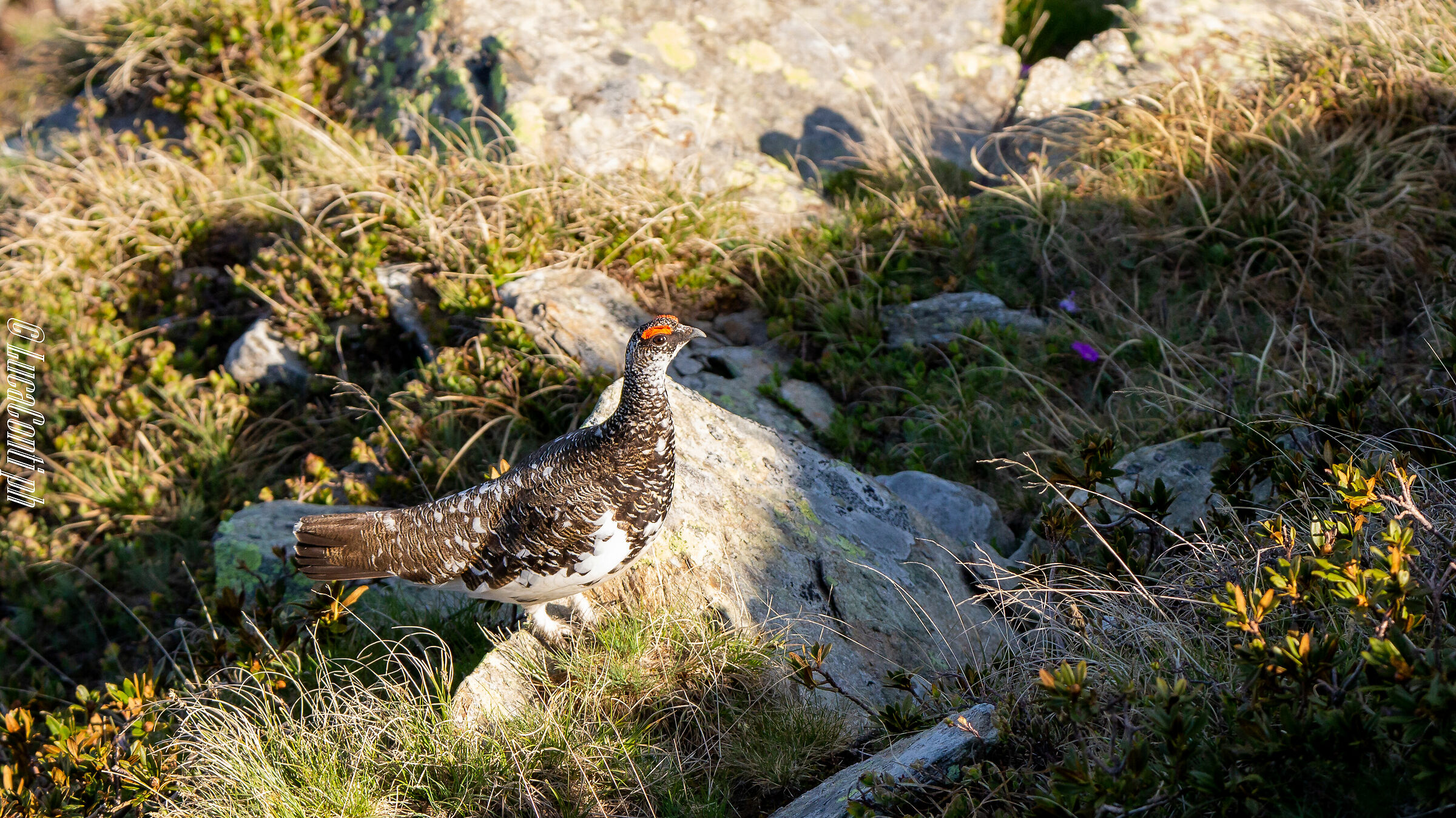 White Partridge Male (Lagopus Muta) Valvarrone LC
