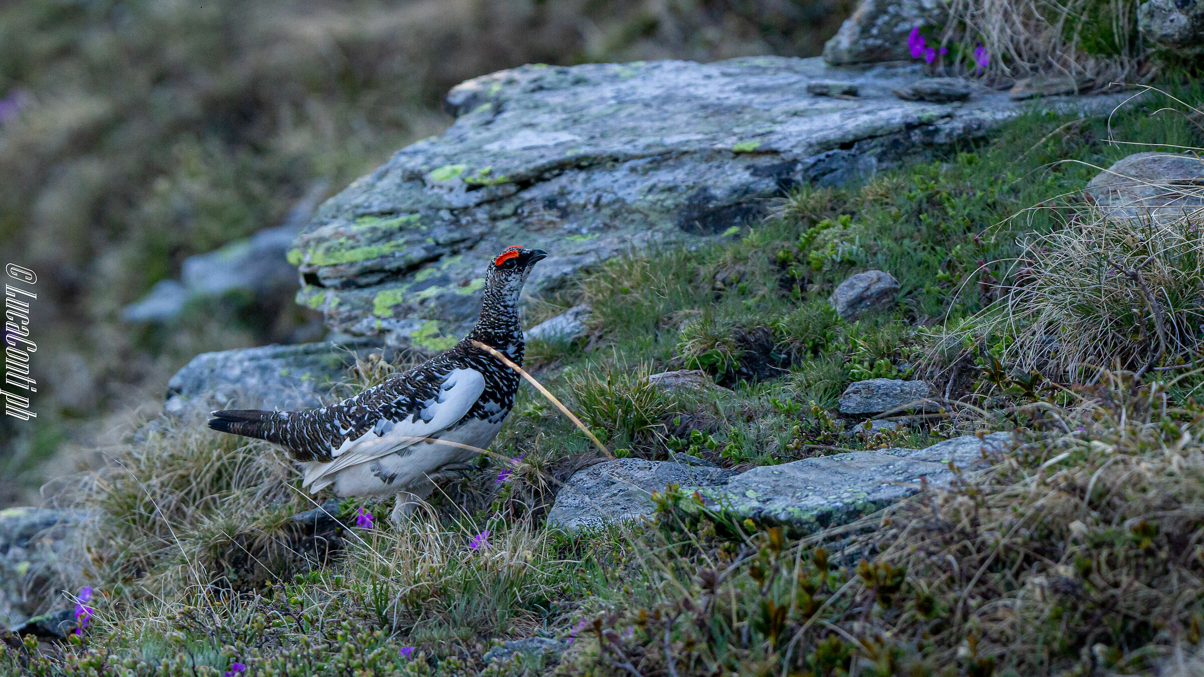 White Partridge Male (Lagopus Muta) Valvarrone LC