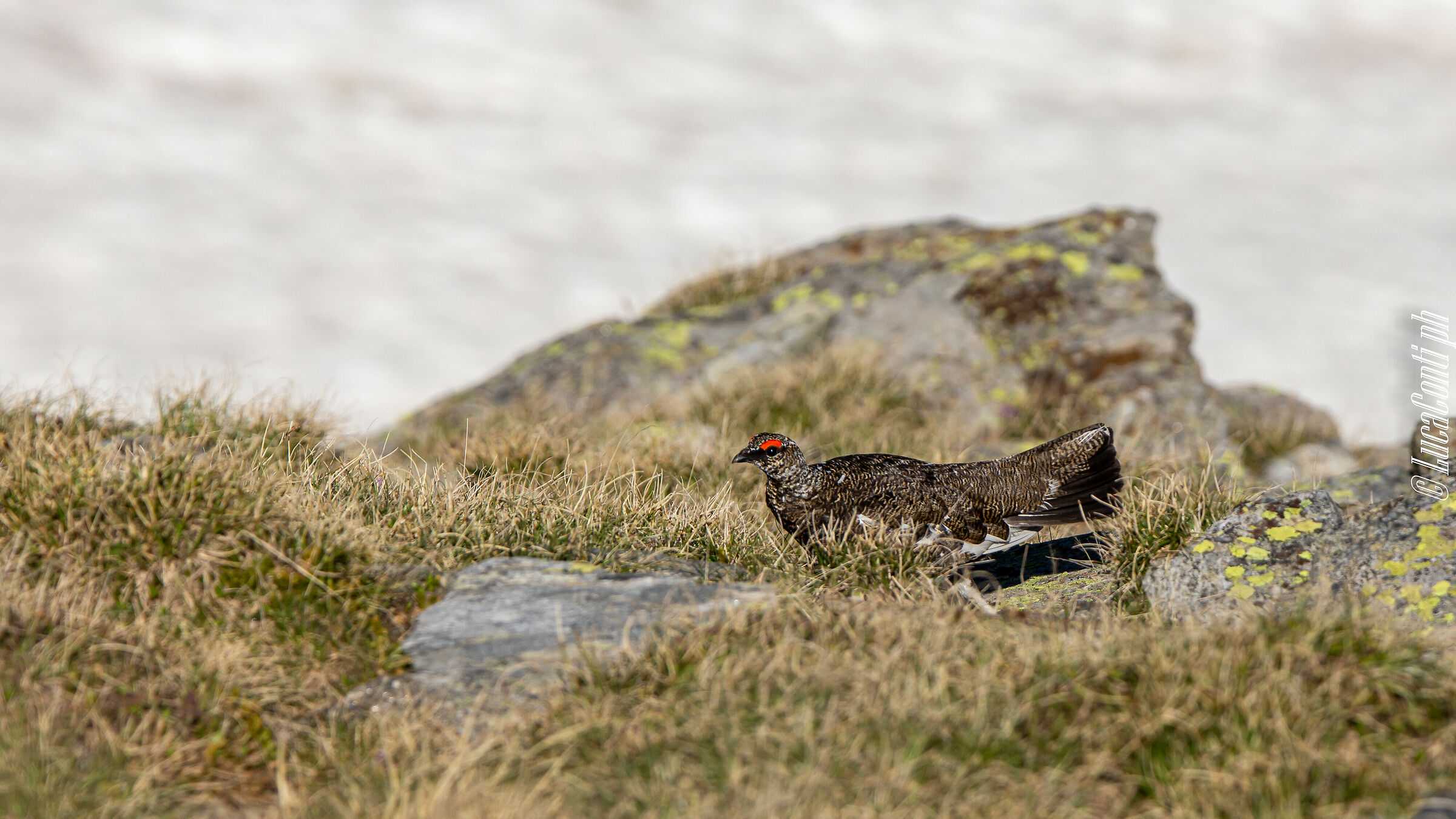 White Partridge Male (Lagopus Muta) Valvarrone LC