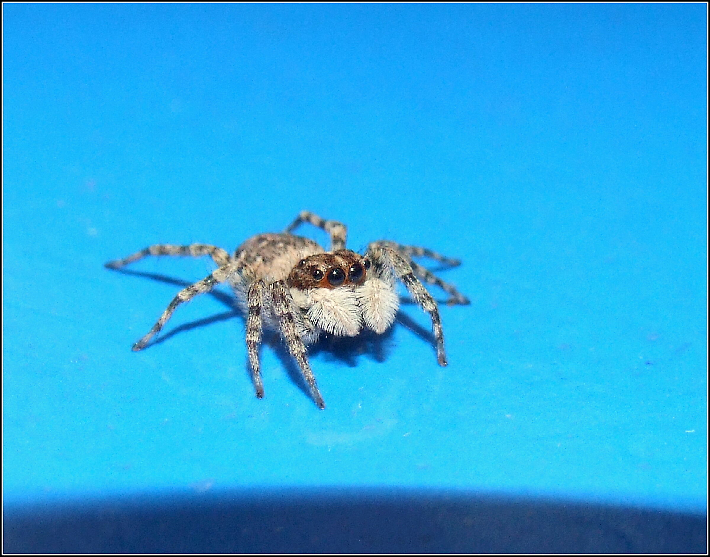 " Menemerus semilimbatus " femmina