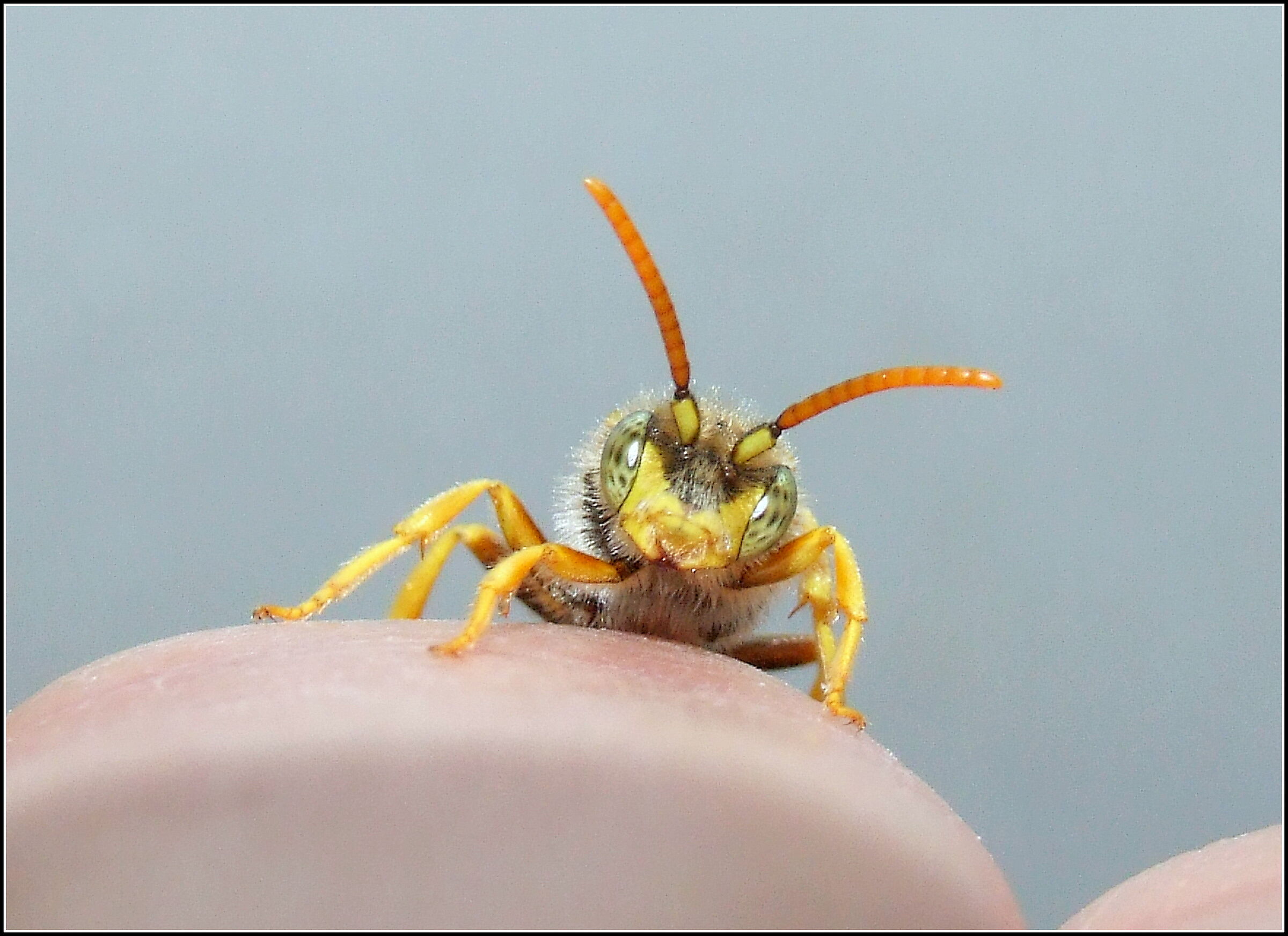 Female Nomad bee