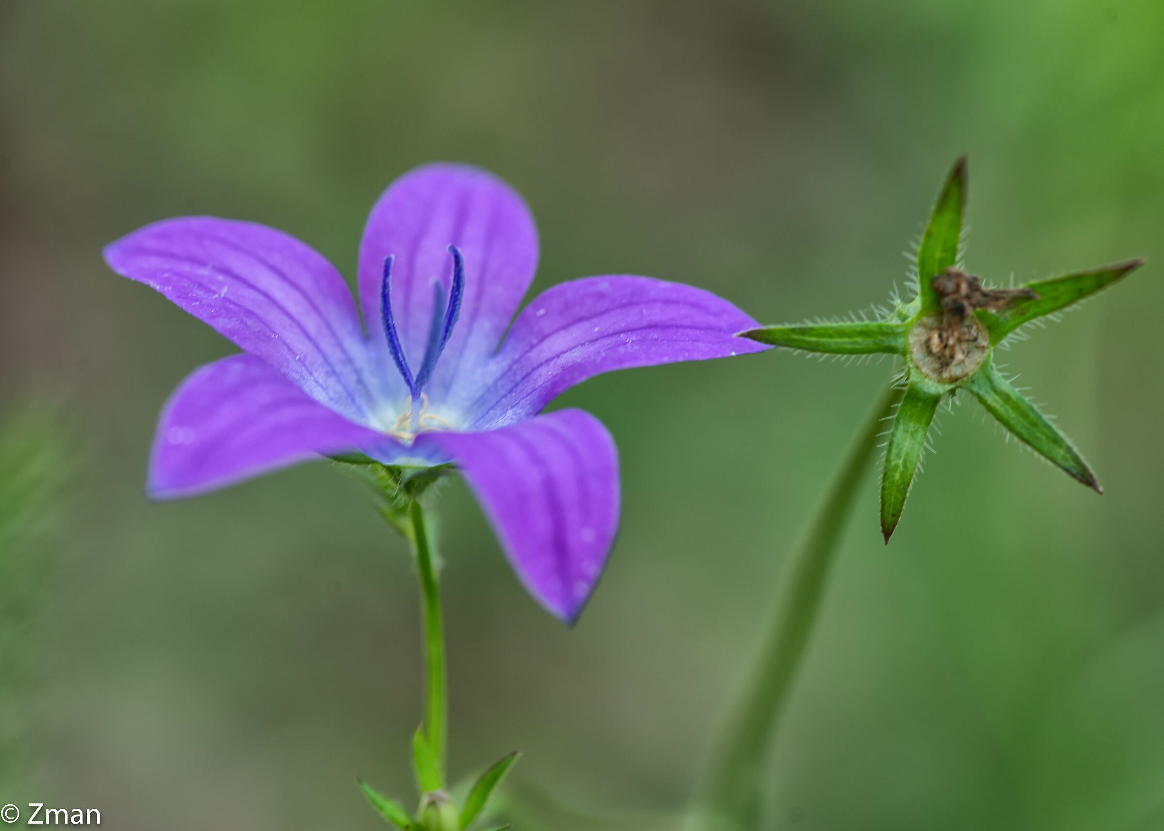 Fiore di vetro dall'aspetto di Venere