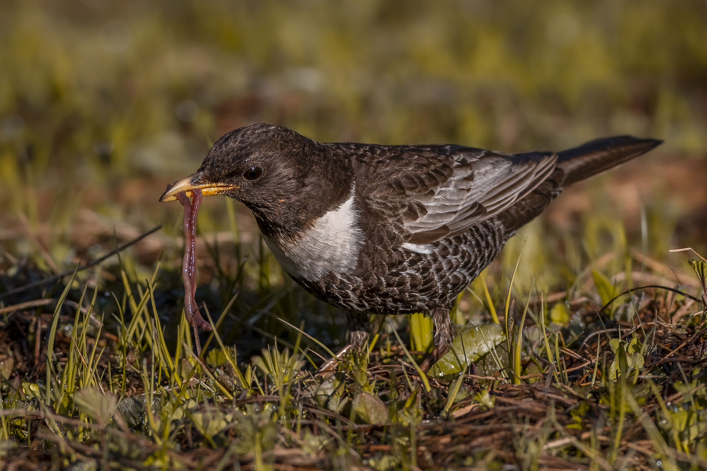 Merlo dal collare a colazione