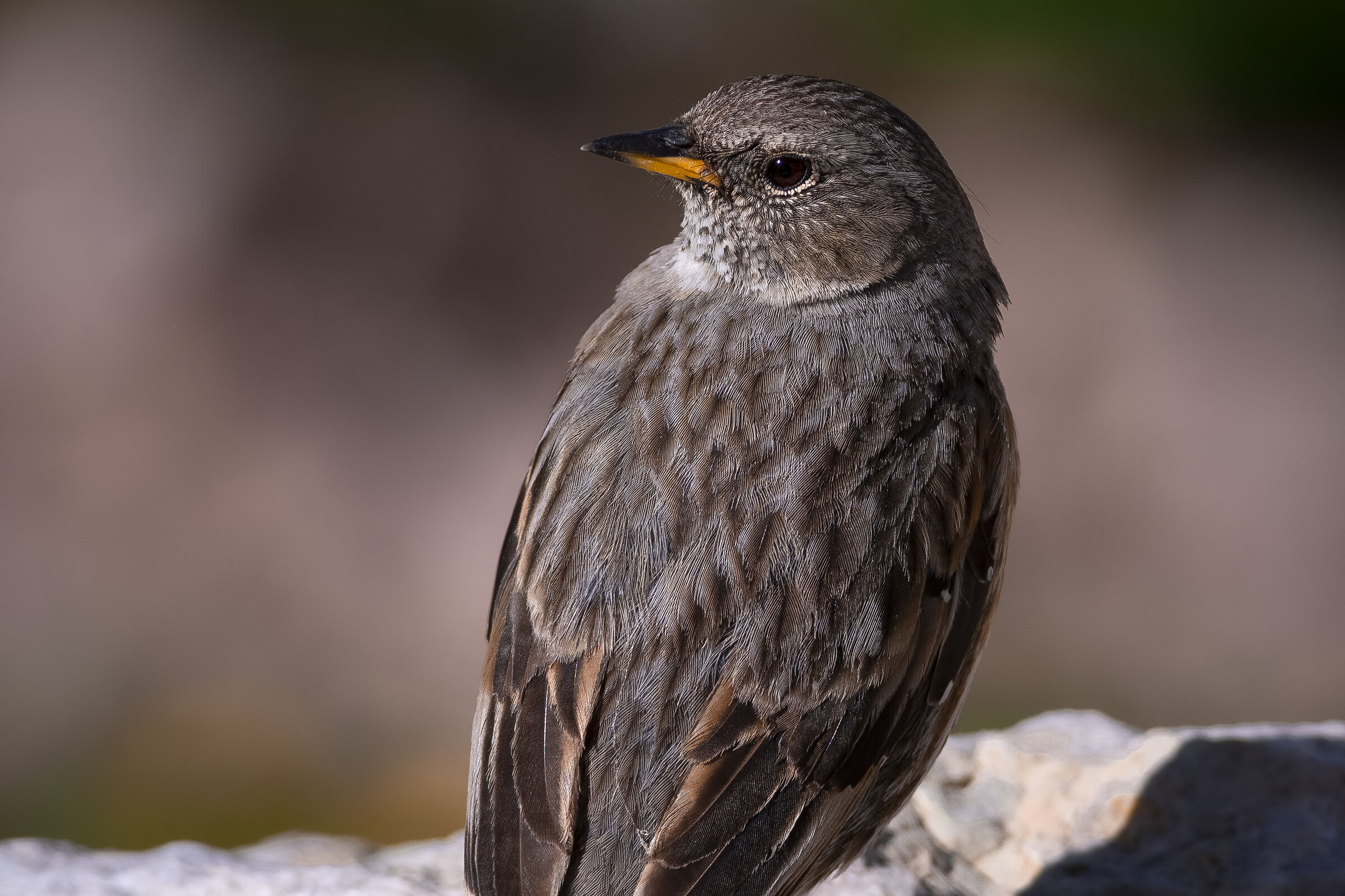 Giovane Sordone(presumo)