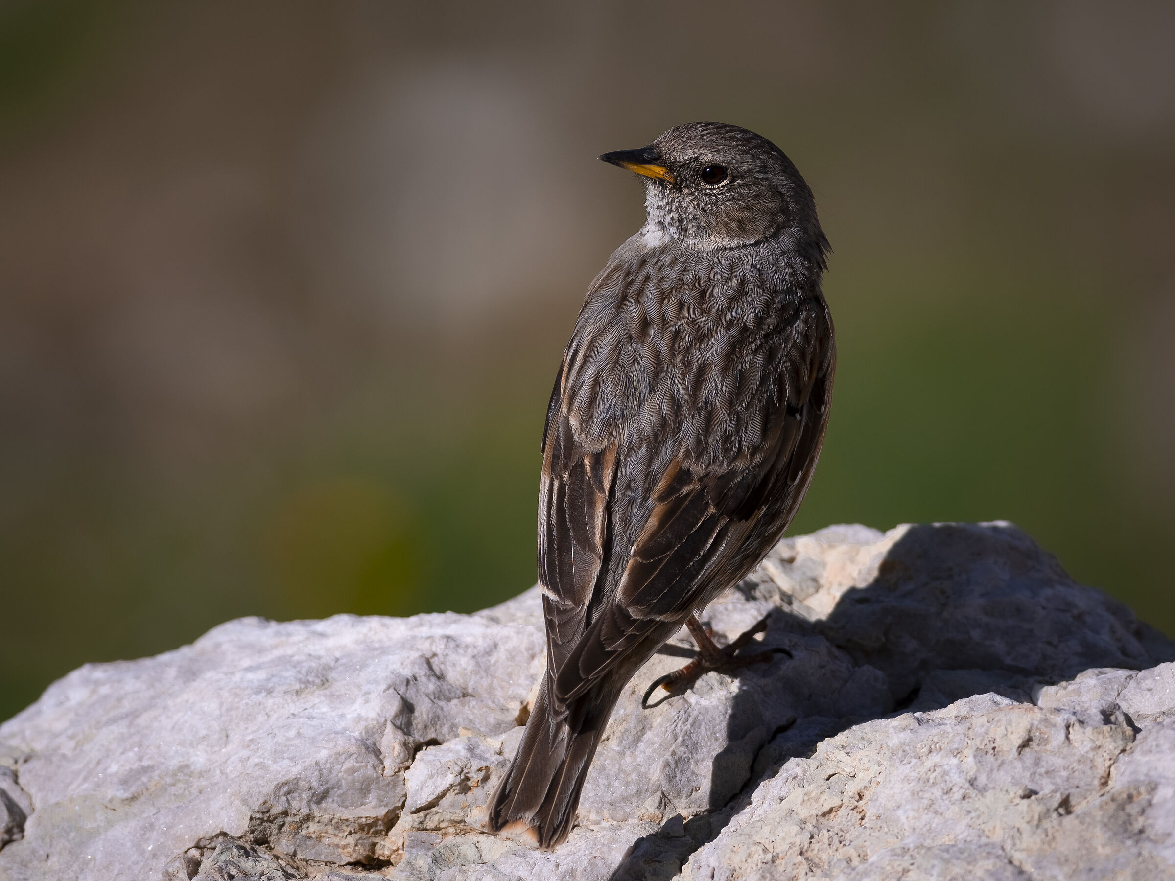 Giovane sordone (credo)
