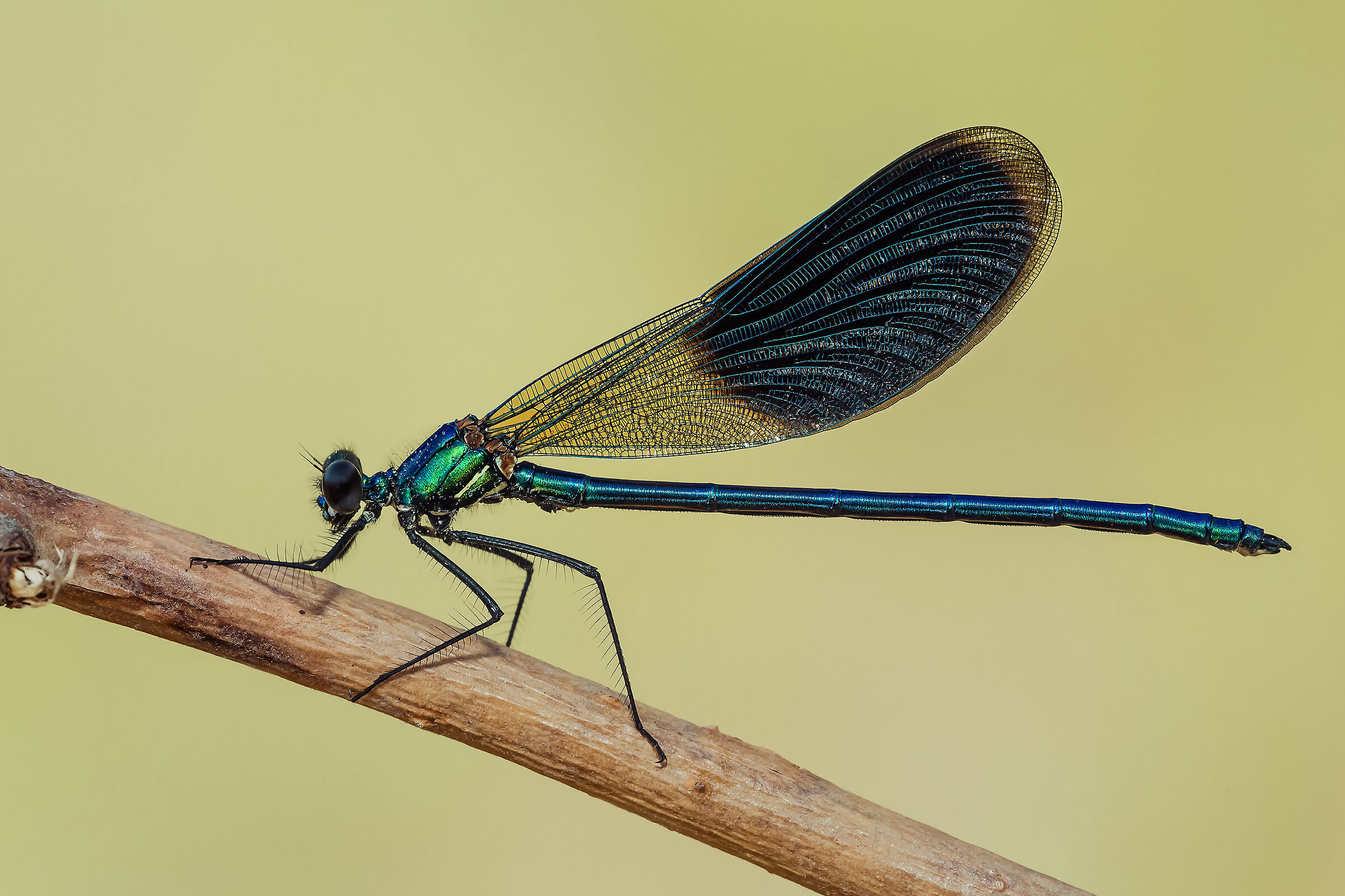 Calopteryx splendens