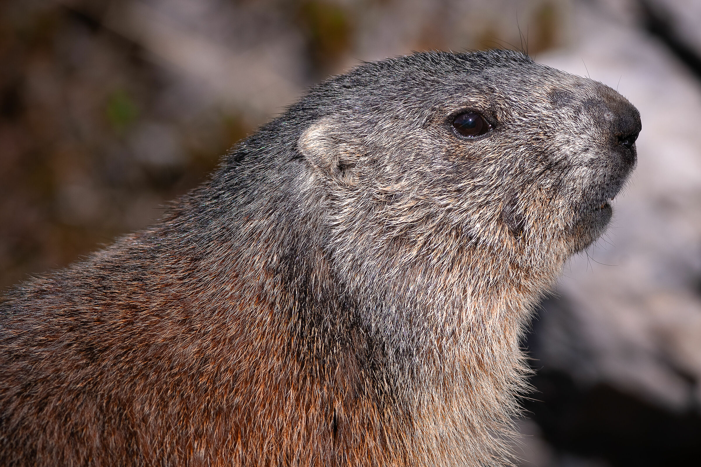 Ritratto di marmotta