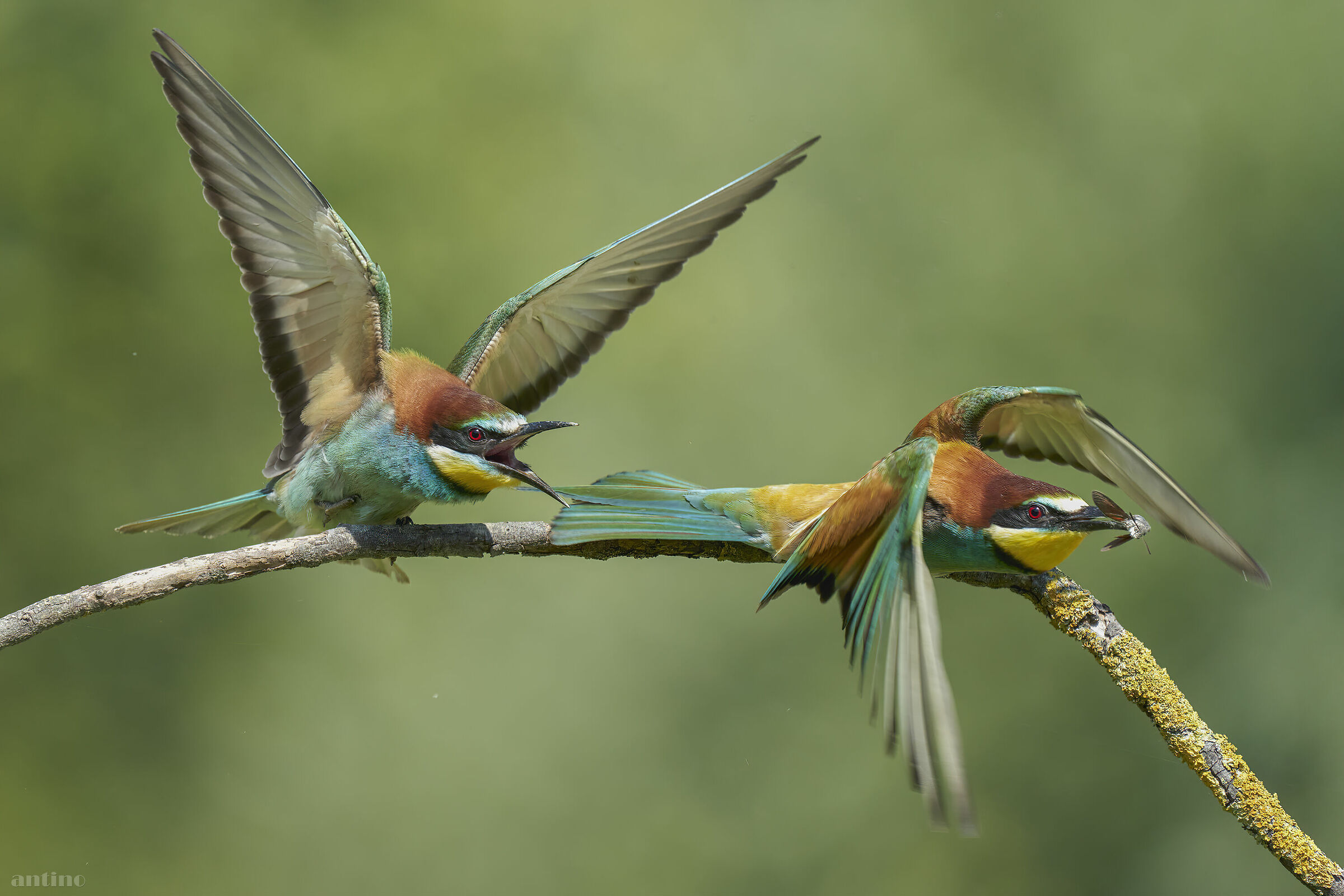 Un maschio scacciato